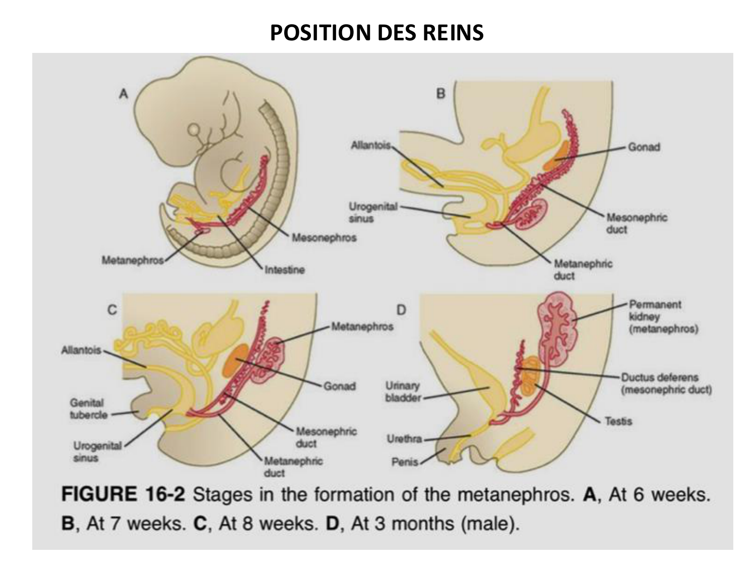 Dév Système Urinaire 2025-26 page 54