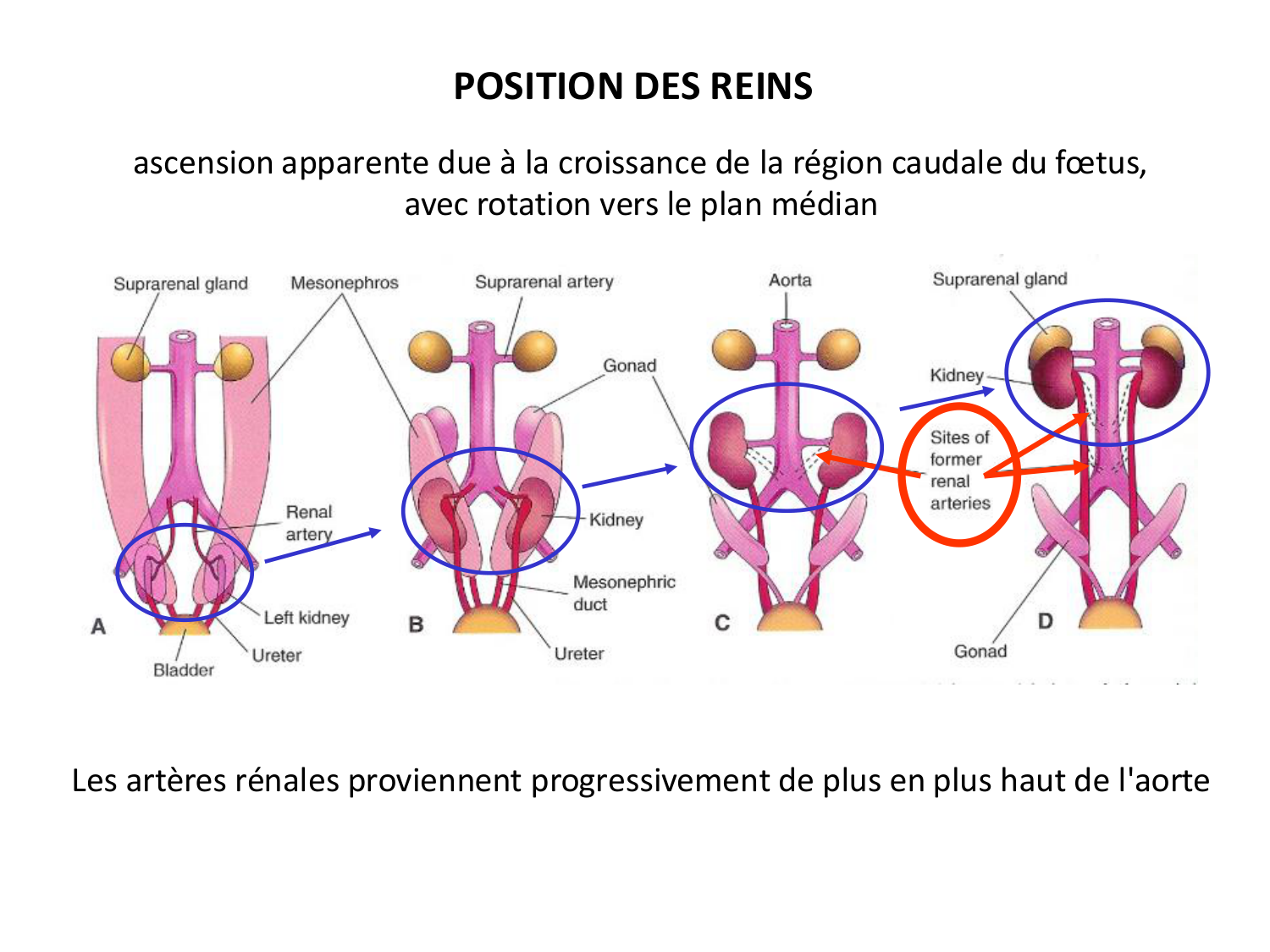 Dév Système Urinaire 2025-26 page 55