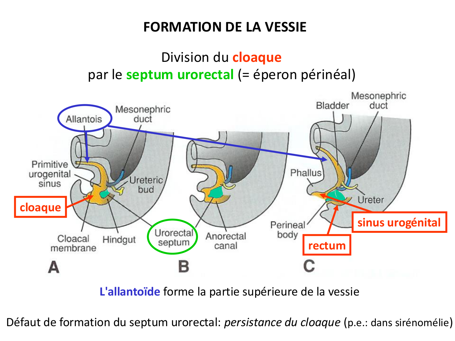 Dév Système Urinaire 2025-26 page 56