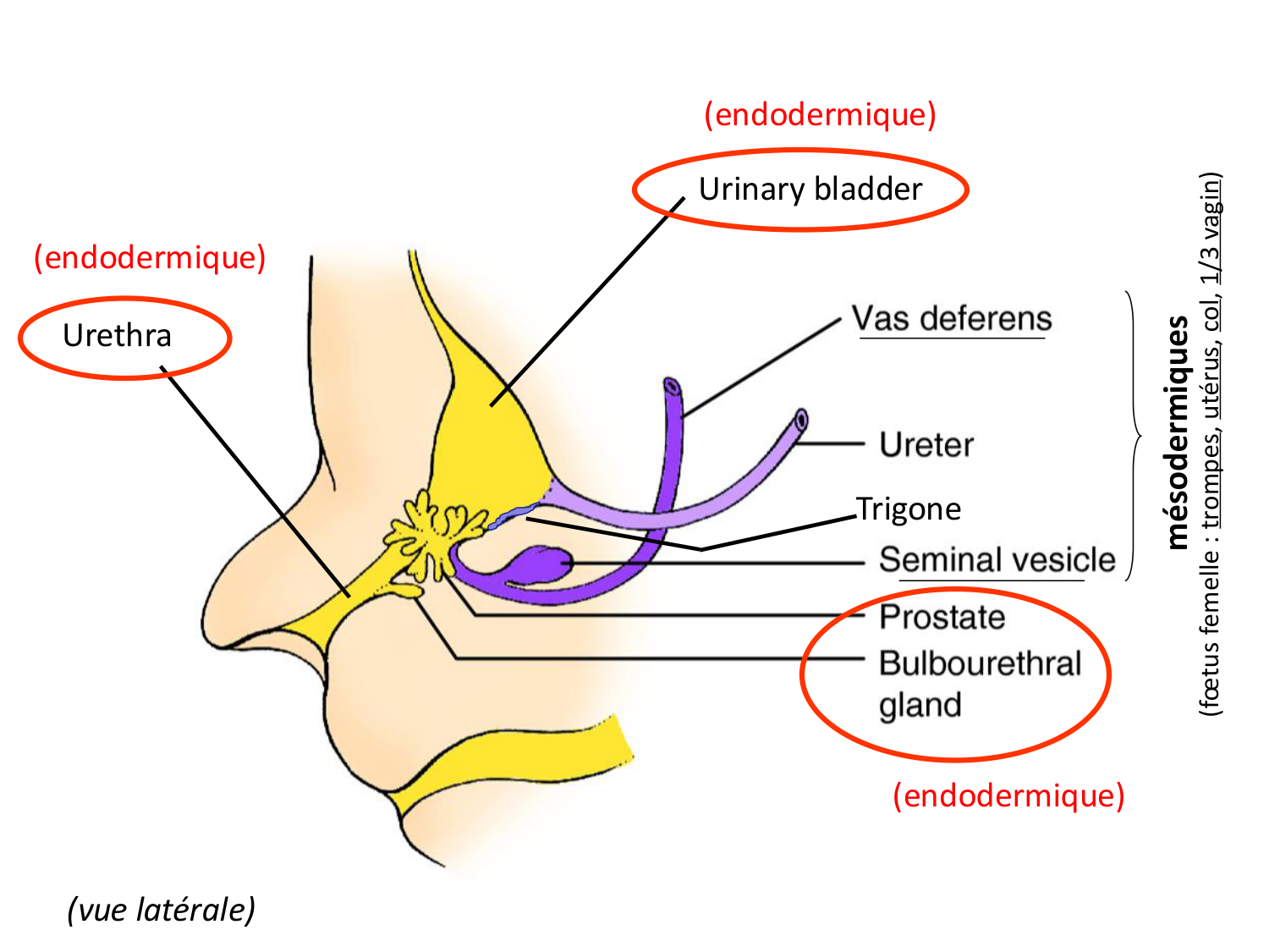 Dév Système Urinaire 2025-26 page 59