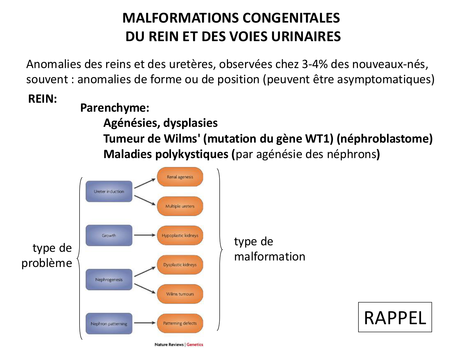 Dév Système Urinaire 2025-26 page 61