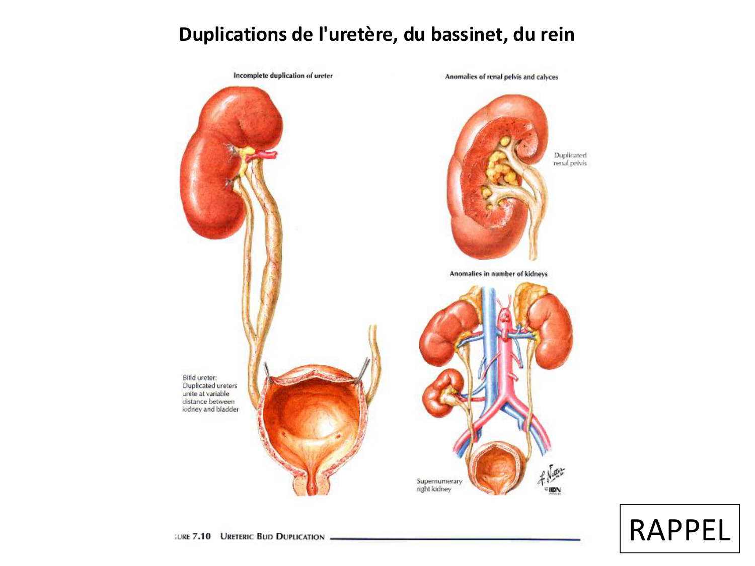 Dév Système Urinaire 2025-26 page 67