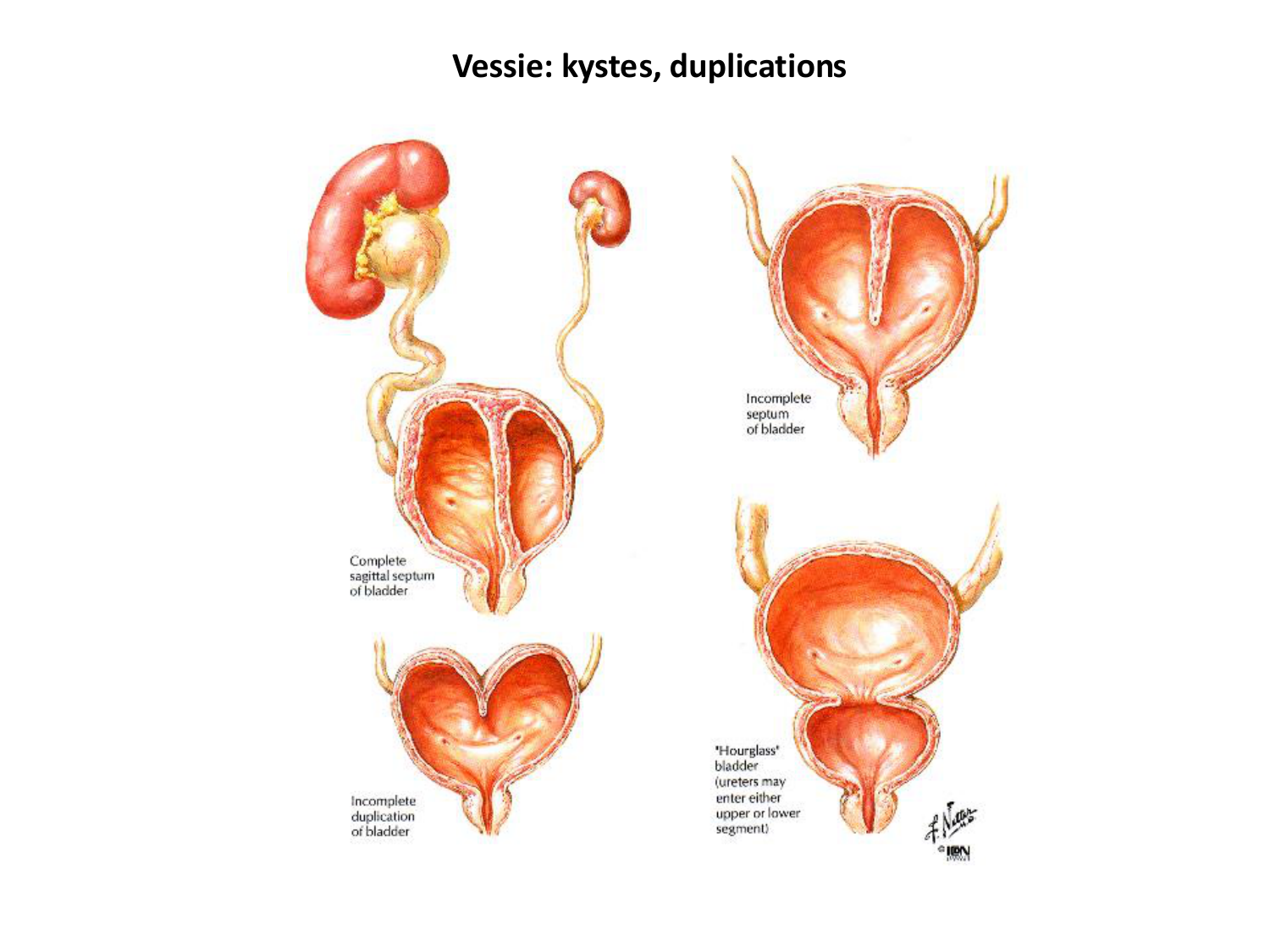 Dév Système Urinaire 2025-26 page 69
