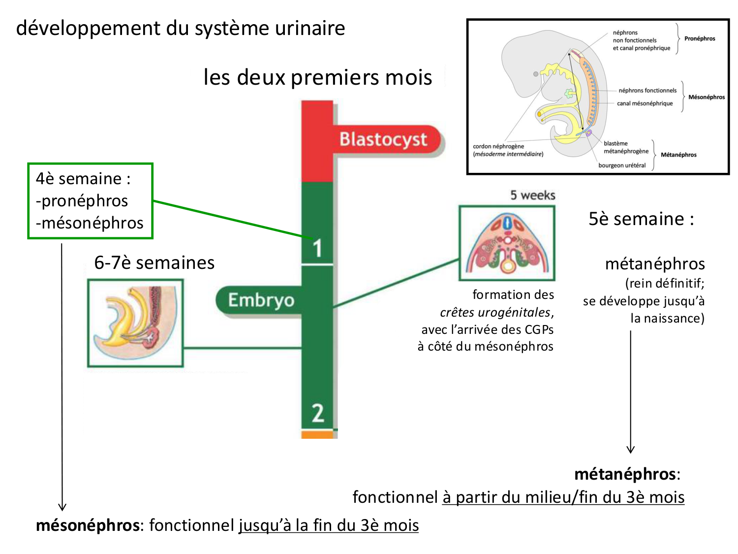 Dév Système Urinaire 2025-26 page 72