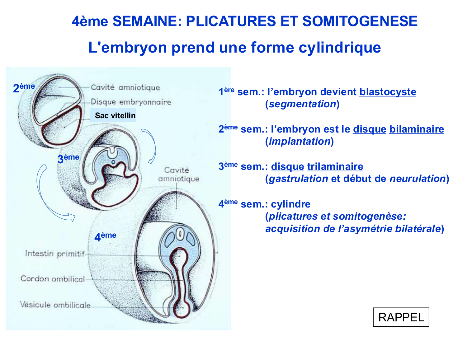 Développement Système Digestif 2025-6 page 2