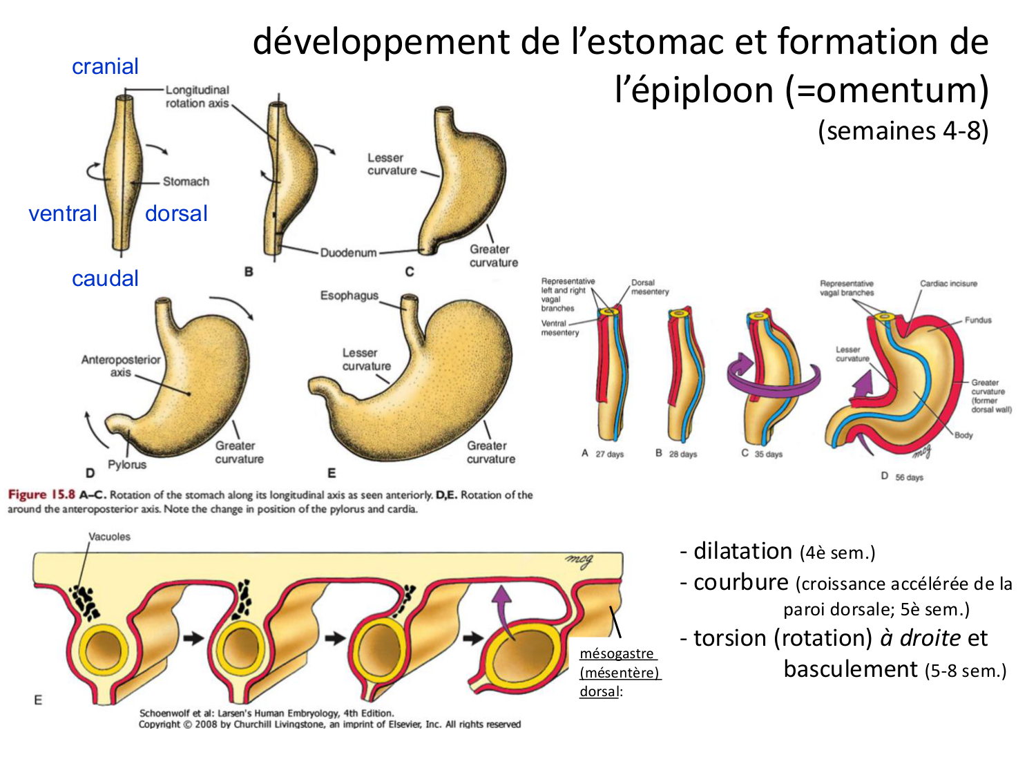 Développement Système Digestif 2025-6 page 14