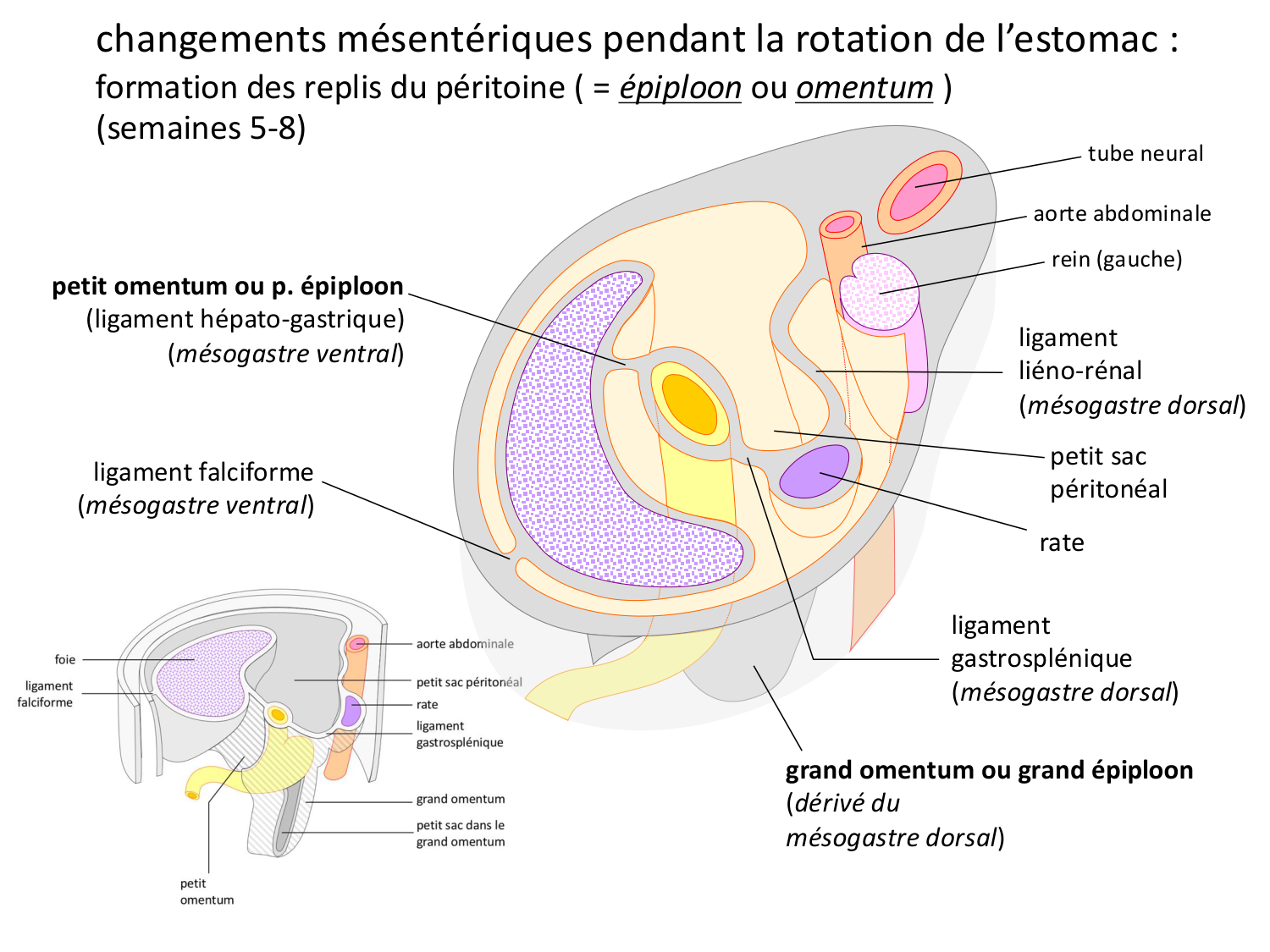Développement Système Digestif 2025-6 page 16