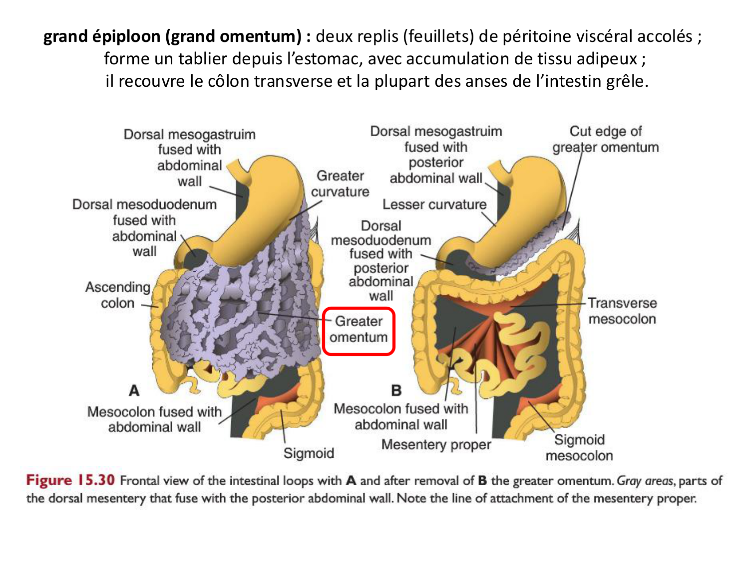 Développement Système Digestif 2025-6 page 17