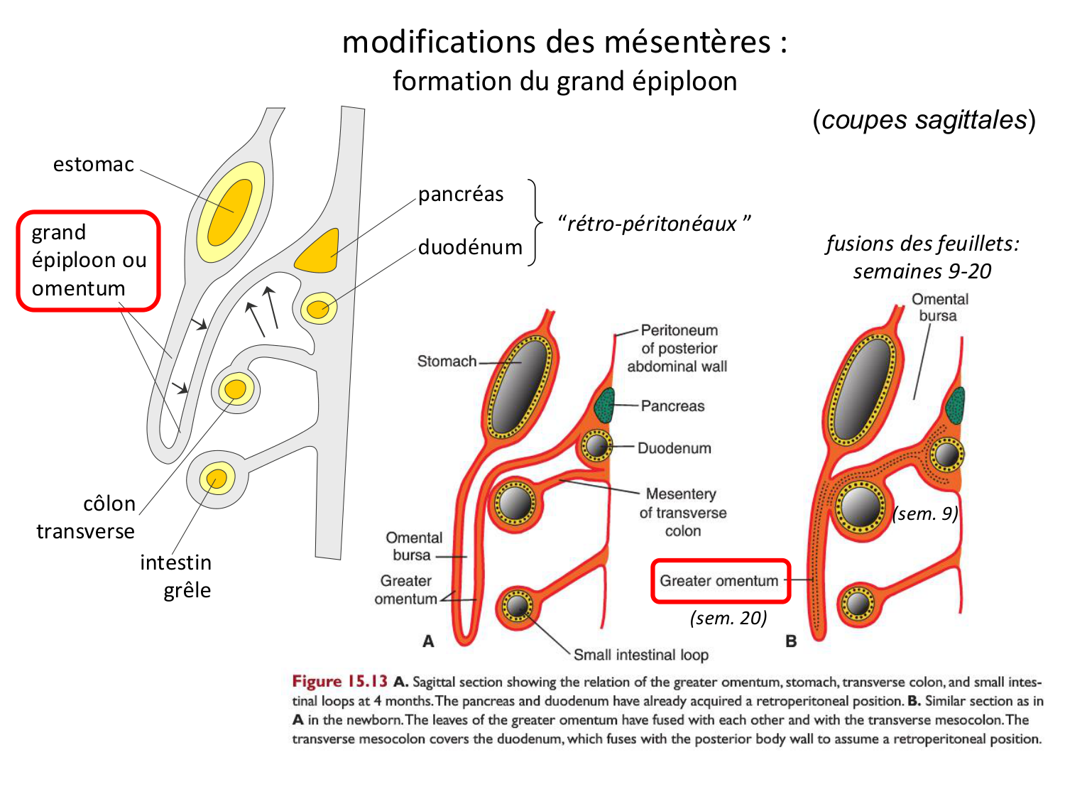 Développement Système Digestif 2025-6 page 18