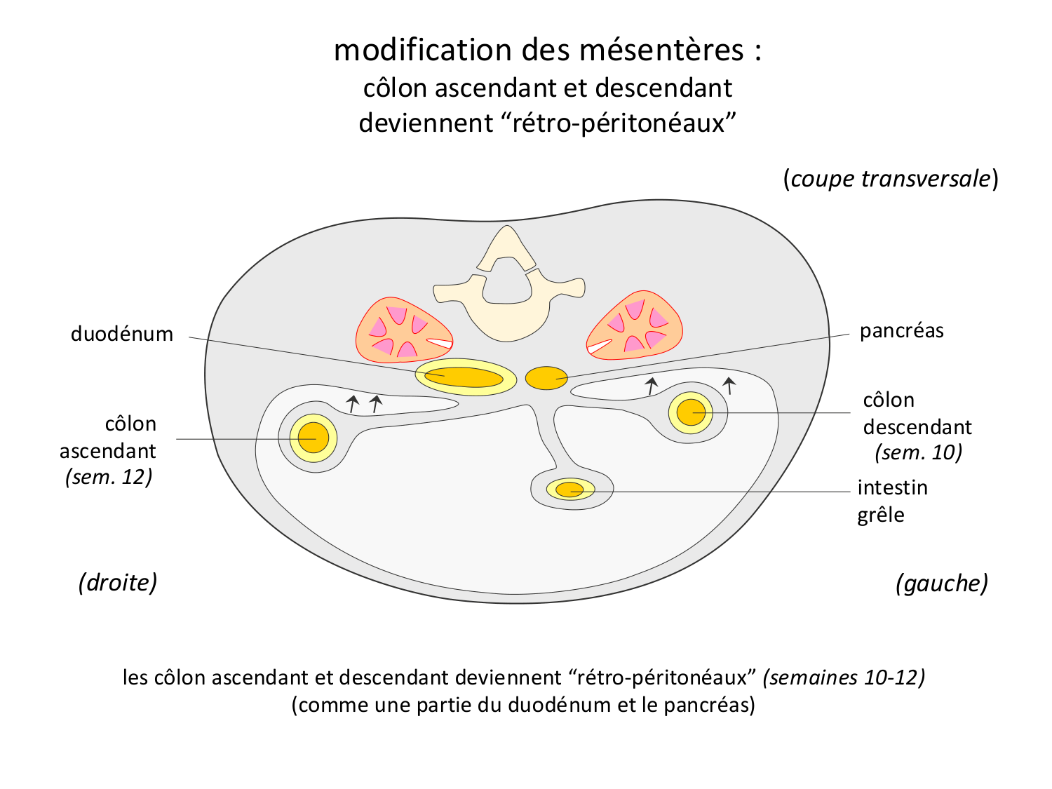 Développement Système Digestif 2025-6 page 19