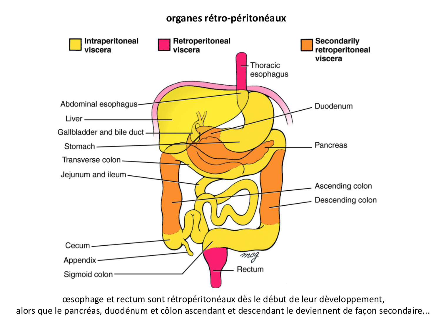 Développement Système Digestif 2025-6 page 20
