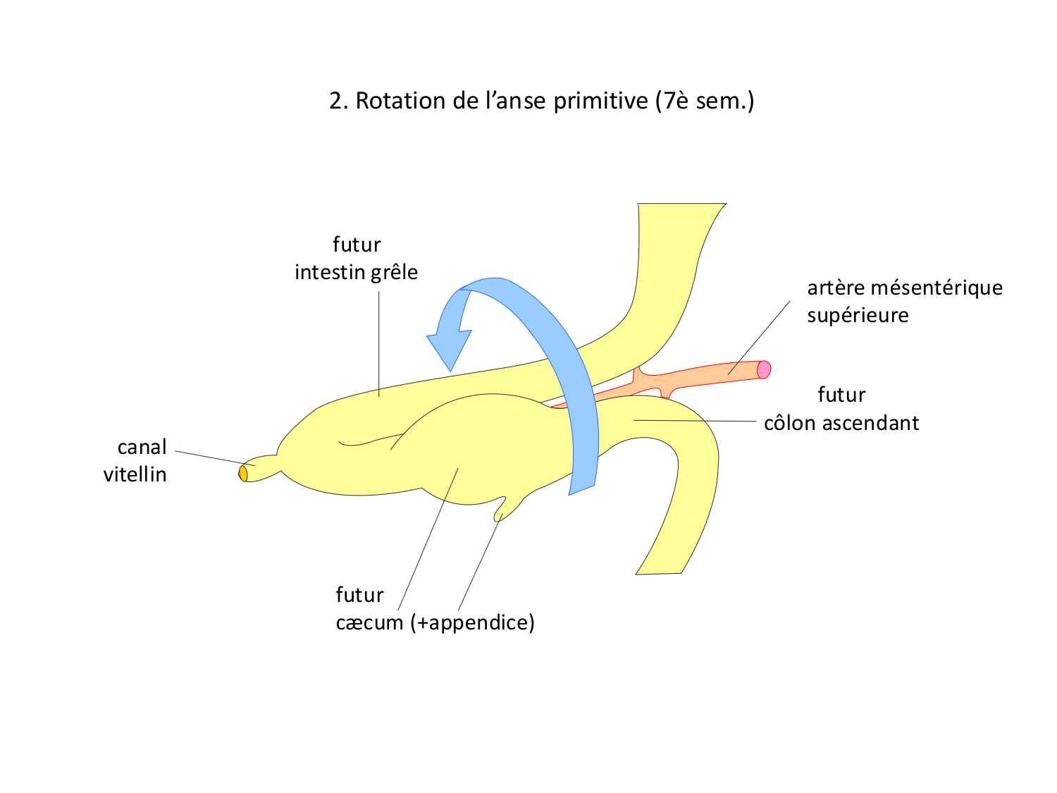 Développement Système Digestif 2025-6 page 25