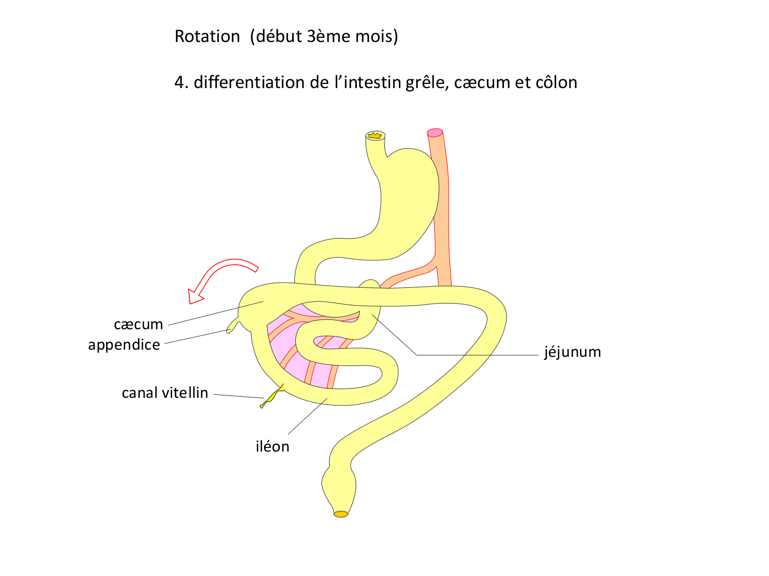 Développement Système Digestif 2025-6 page 27