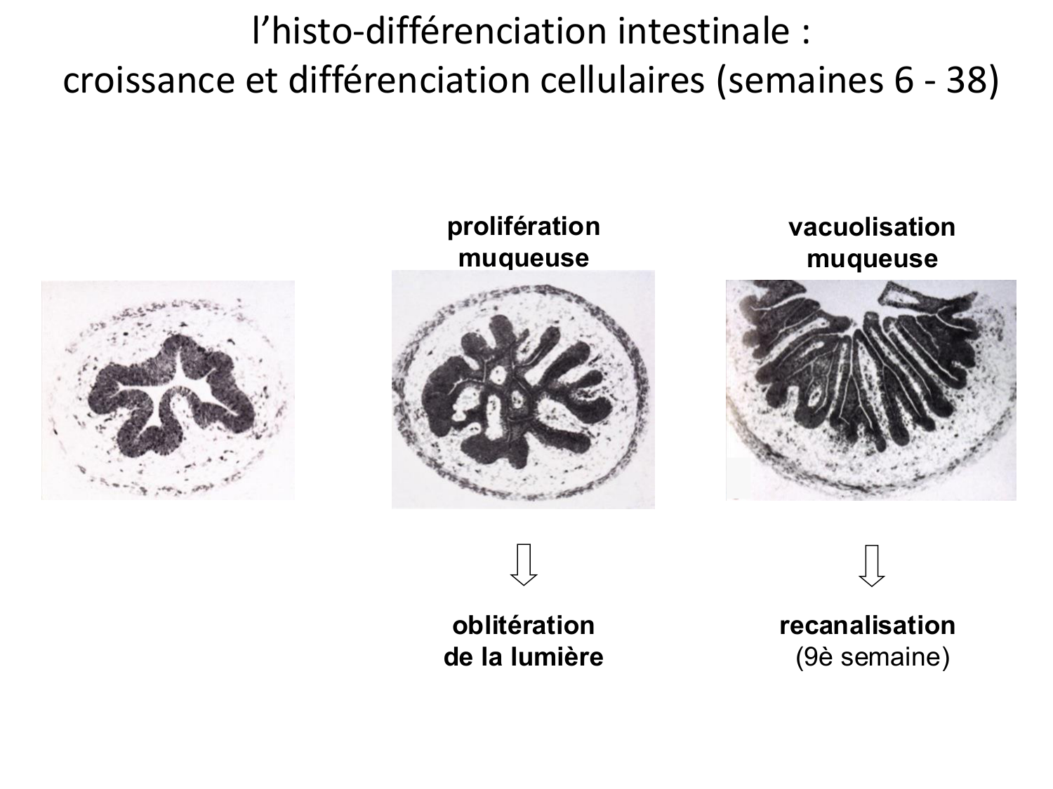 Développement Système Digestif 2025-6 page 36
