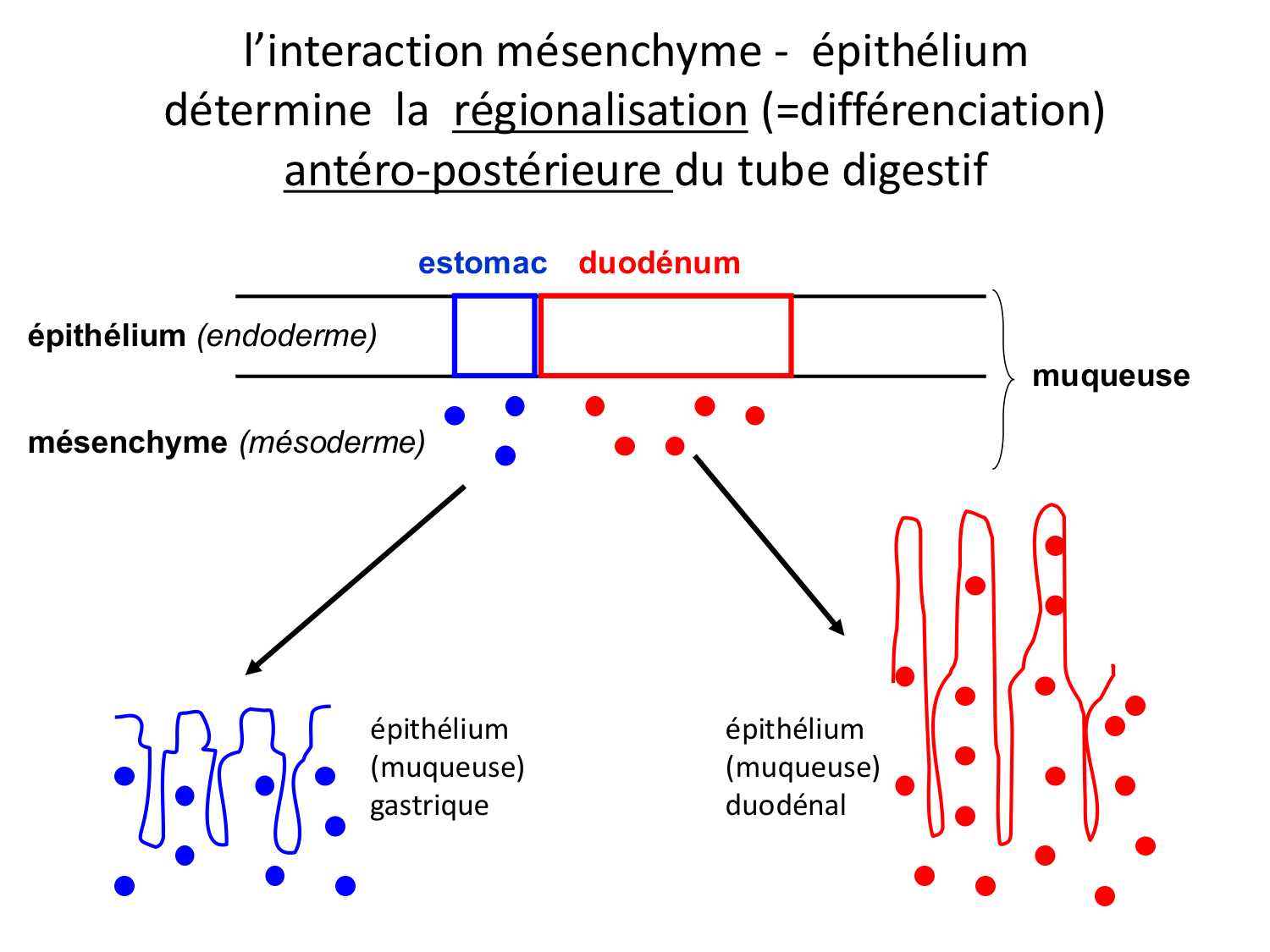 Développement Système Digestif 2025-6 page 42