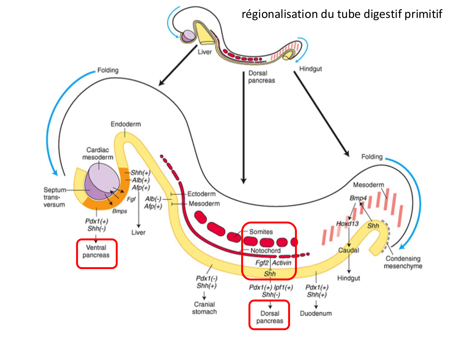 Développement Système Digestif 2025-6 page 45