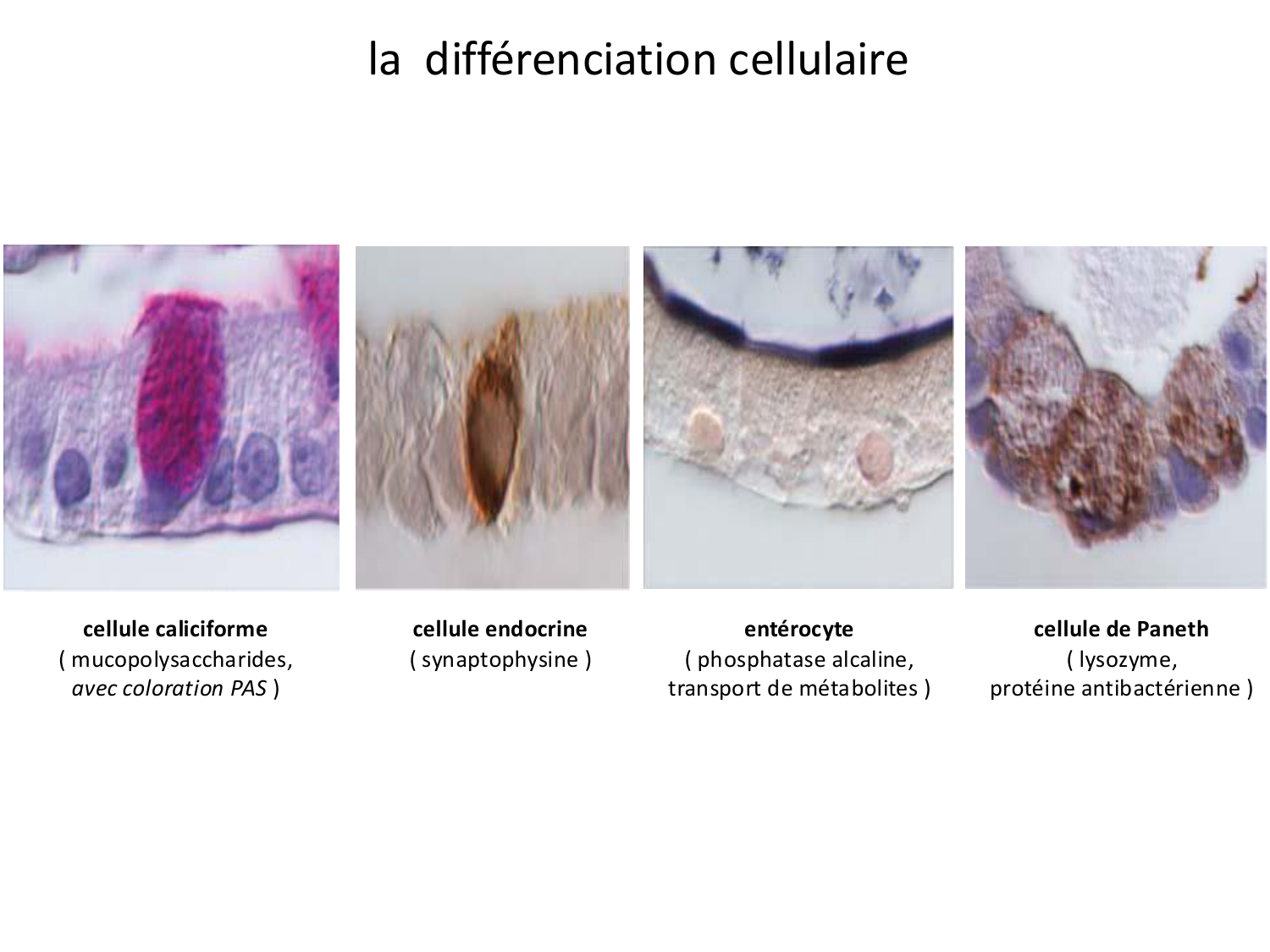 Développement Système Digestif 2025-6 page 47