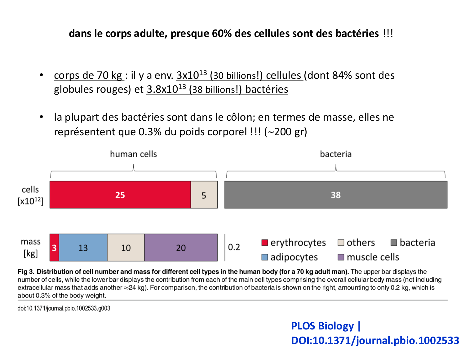 Développement Système Digestif 2025-6 page 60