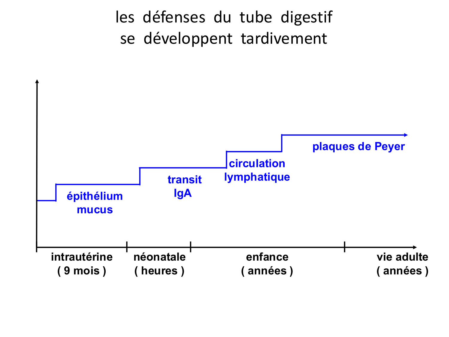 Développement Système Digestif 2025-6 page 61