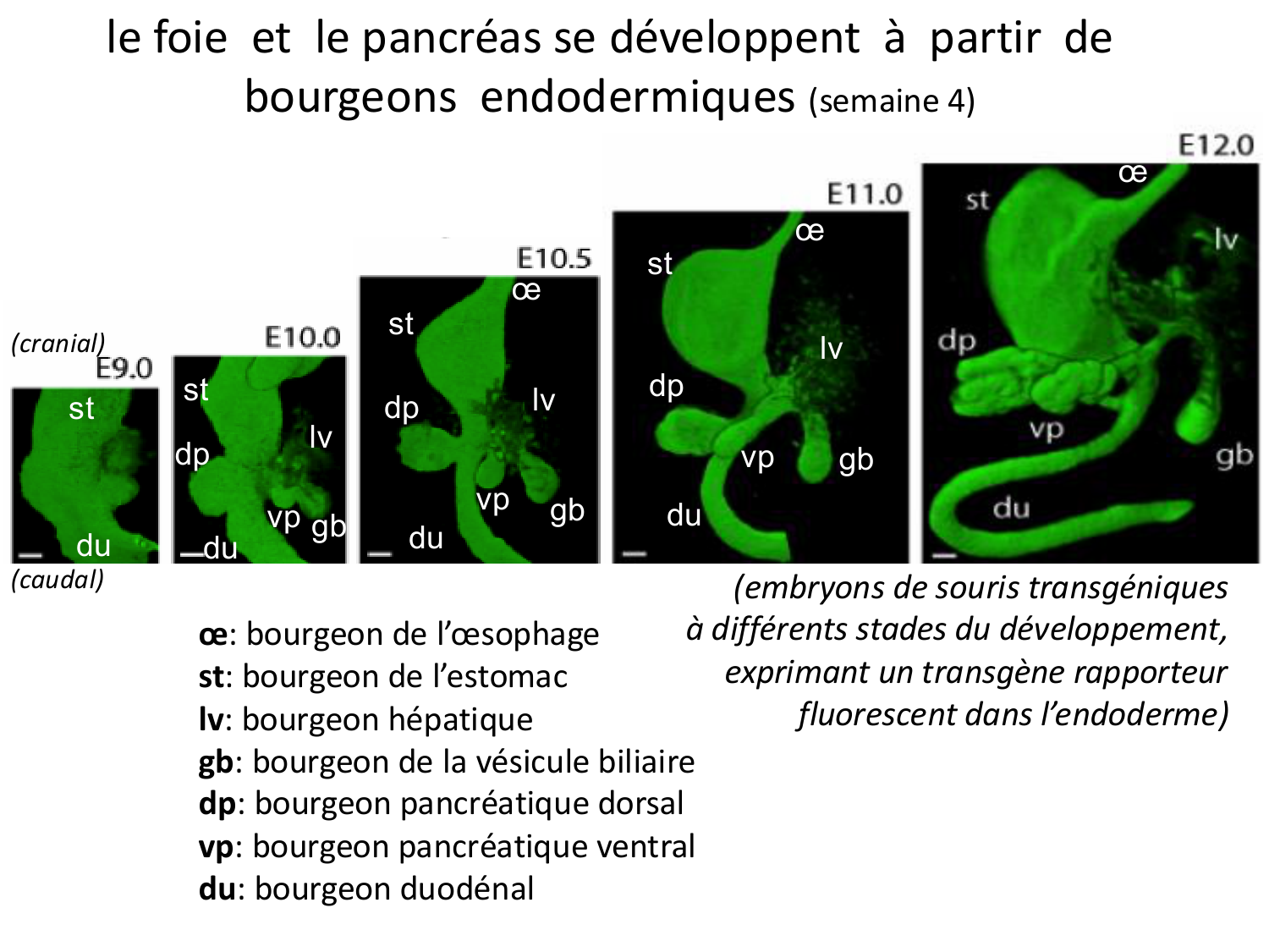 Développement Système Digestif 2025-6 page 65