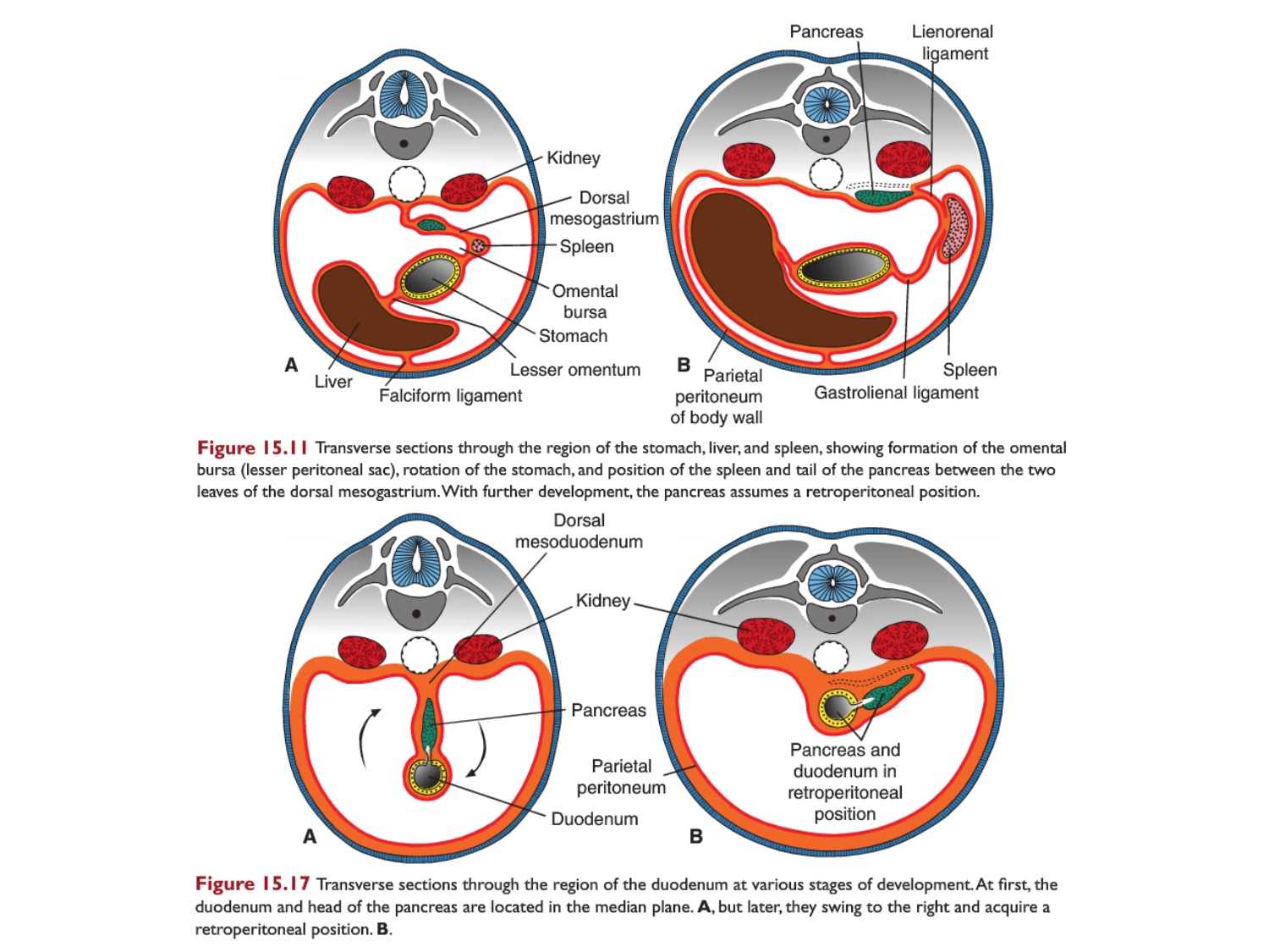 Développement Système Digestif 2025-6 page 69