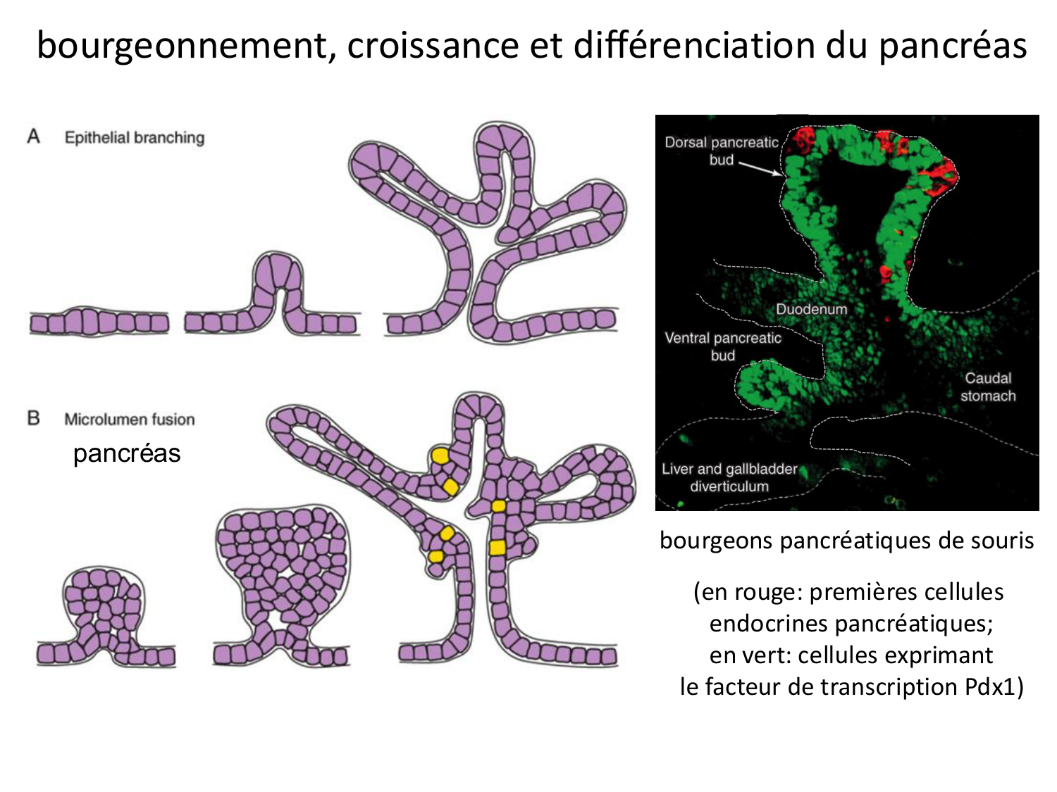 Développement Système Digestif 2025-6 page 70