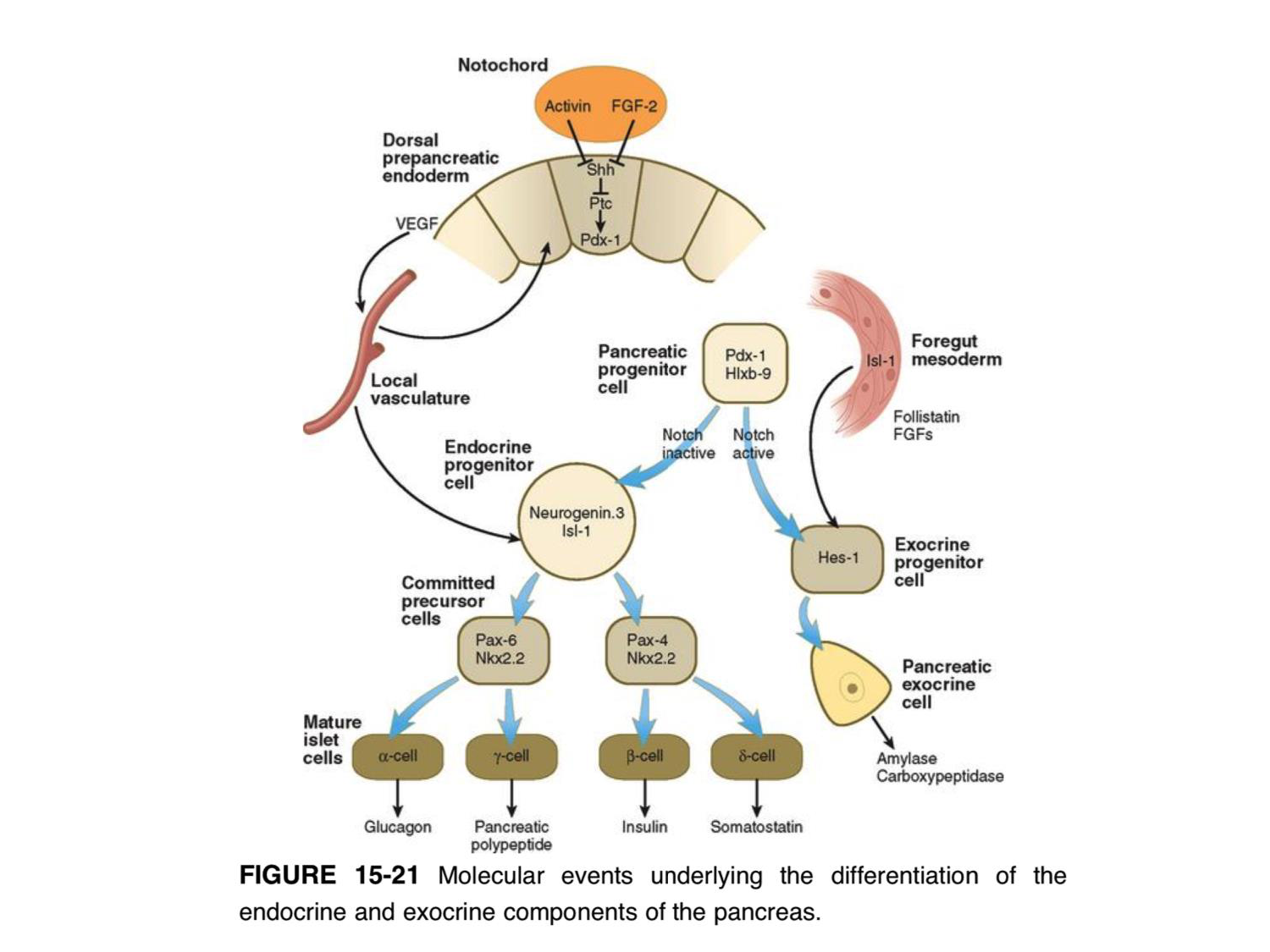 Développement Système Digestif 2025-6 page 71