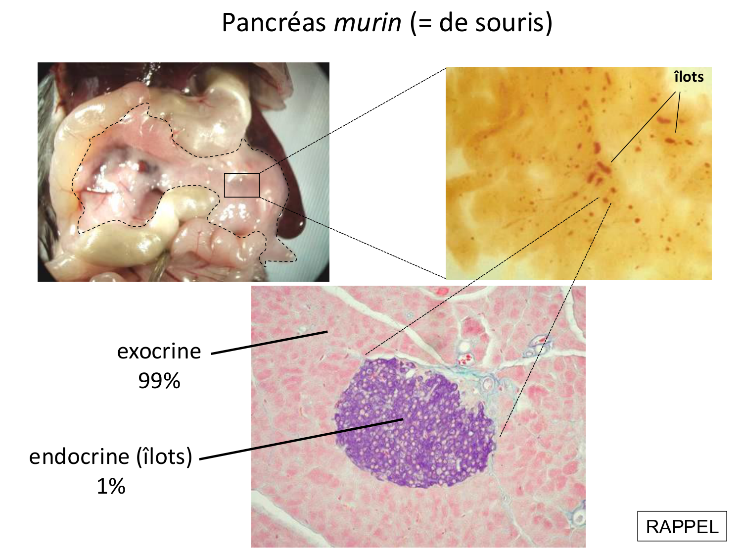 Développement Système Digestif 2025-6 page 72