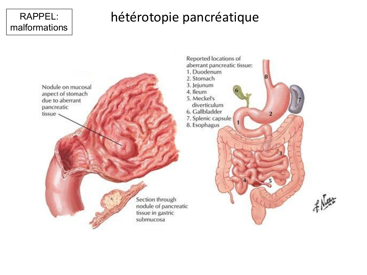 Développement Système Digestif 2025-6 page 73