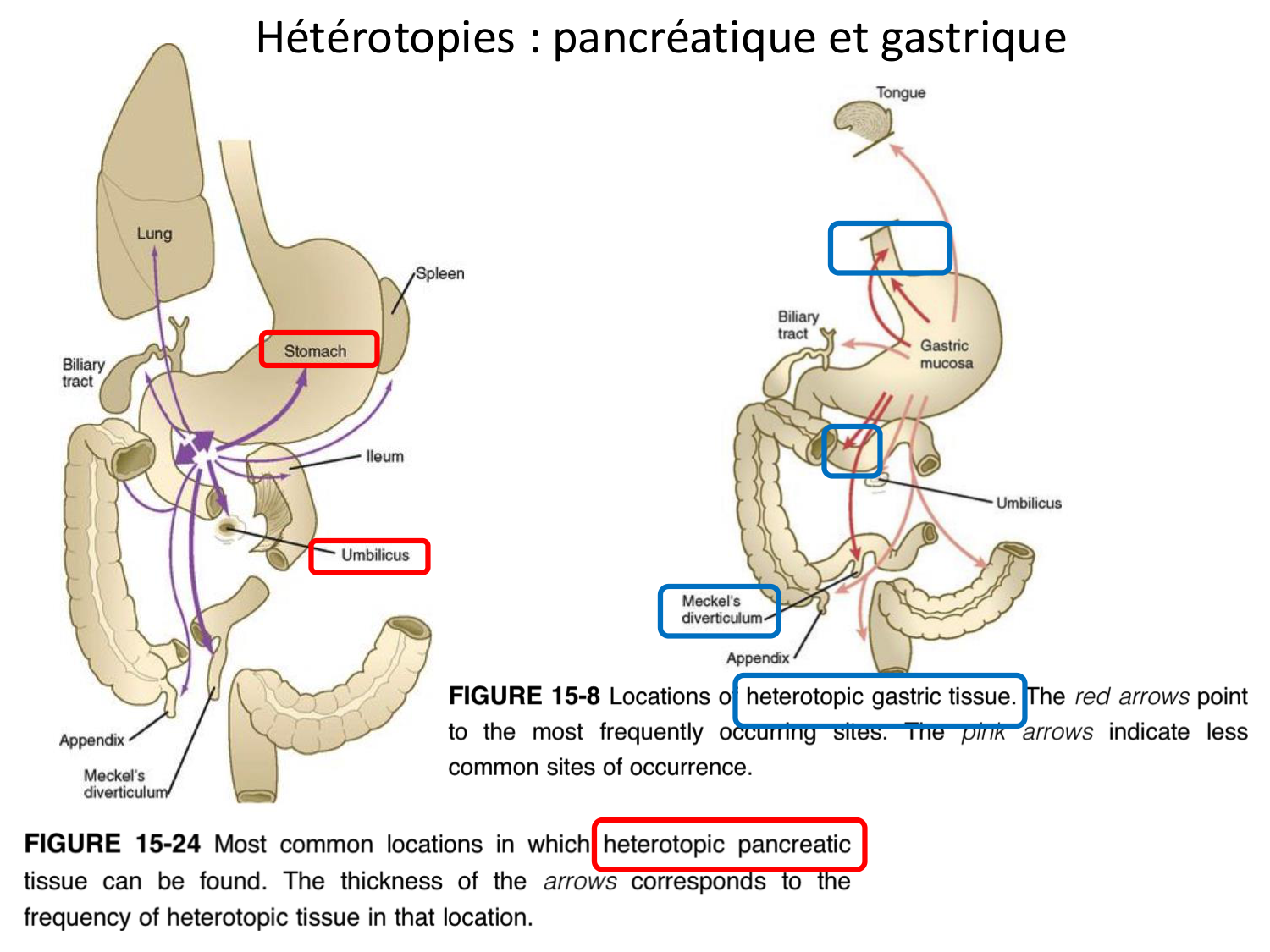 Développement Système Digestif 2025-6 page 74