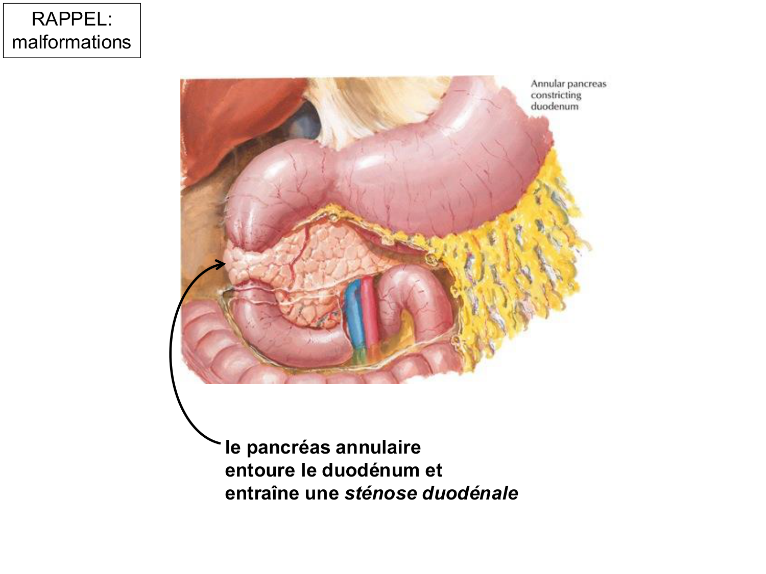 Développement Système Digestif 2025-6 page 75