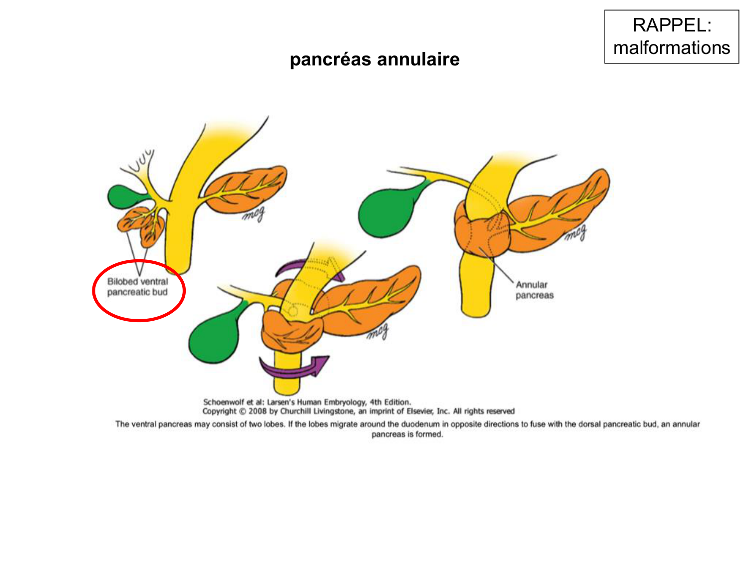 Développement Système Digestif 2025-6 page 76