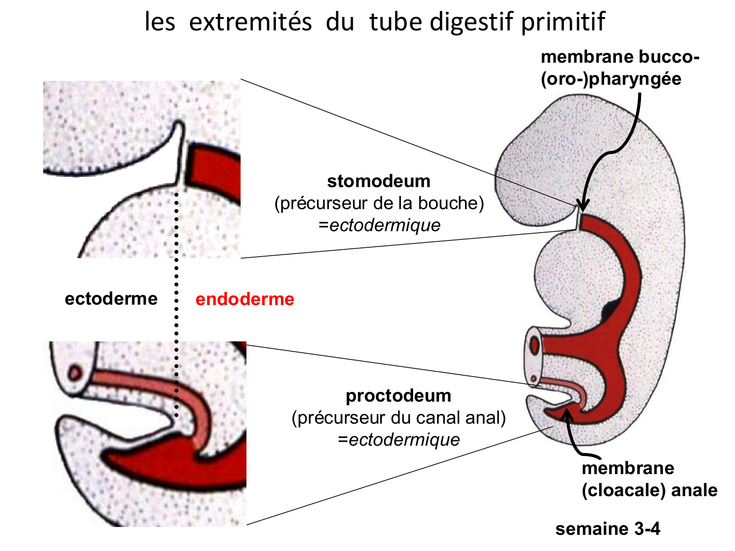 Développement Système Digestif 2025-6 page 77