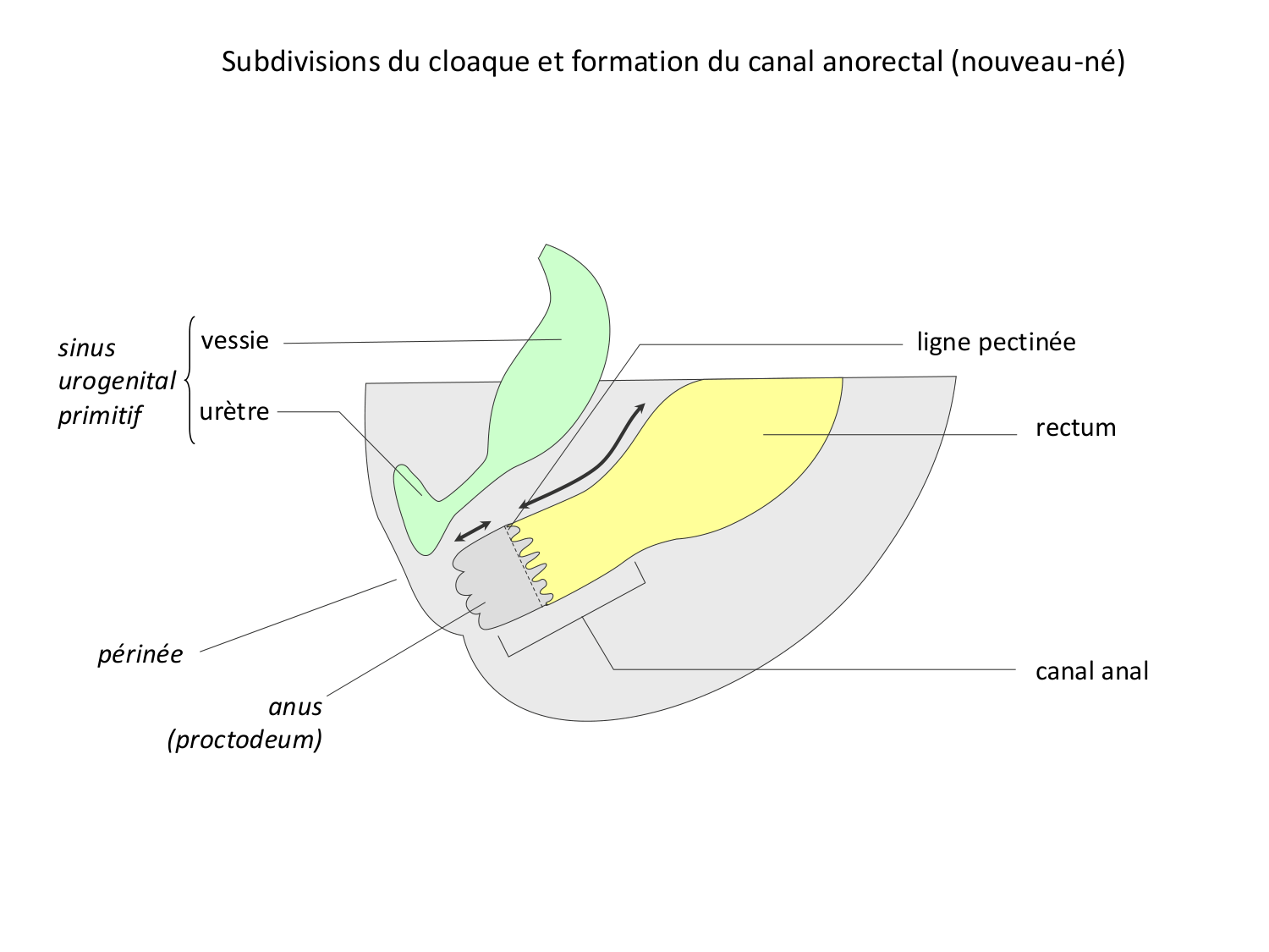 Développement Système Digestif 2025-6 page 85