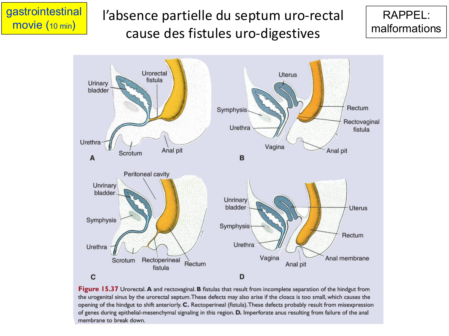 Développement Système Digestif 2025-6 page 87