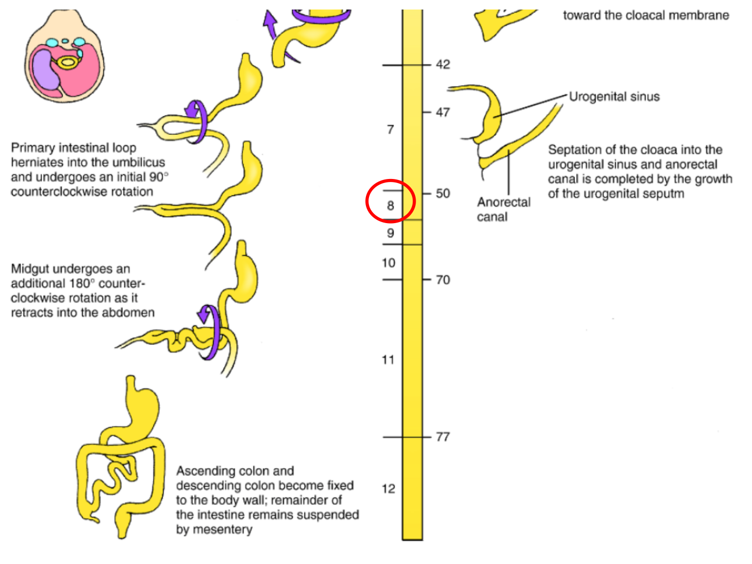 Développement Système Digestif 2025-6 page 89