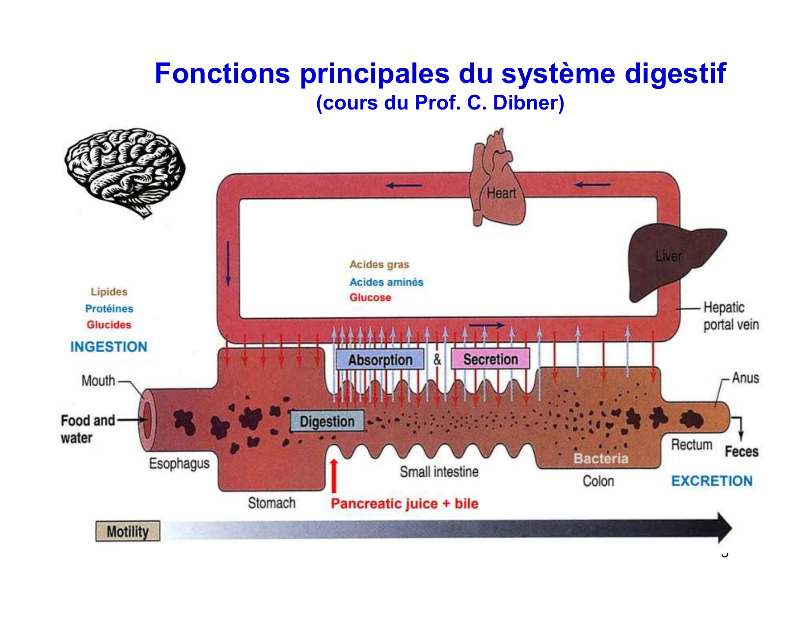 Digestion d’un repas page 3