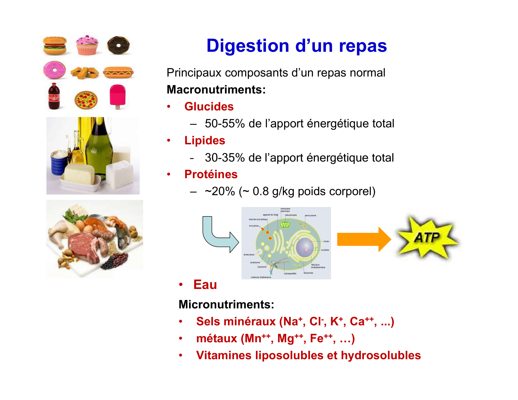 Digestion d’un repas page 4
