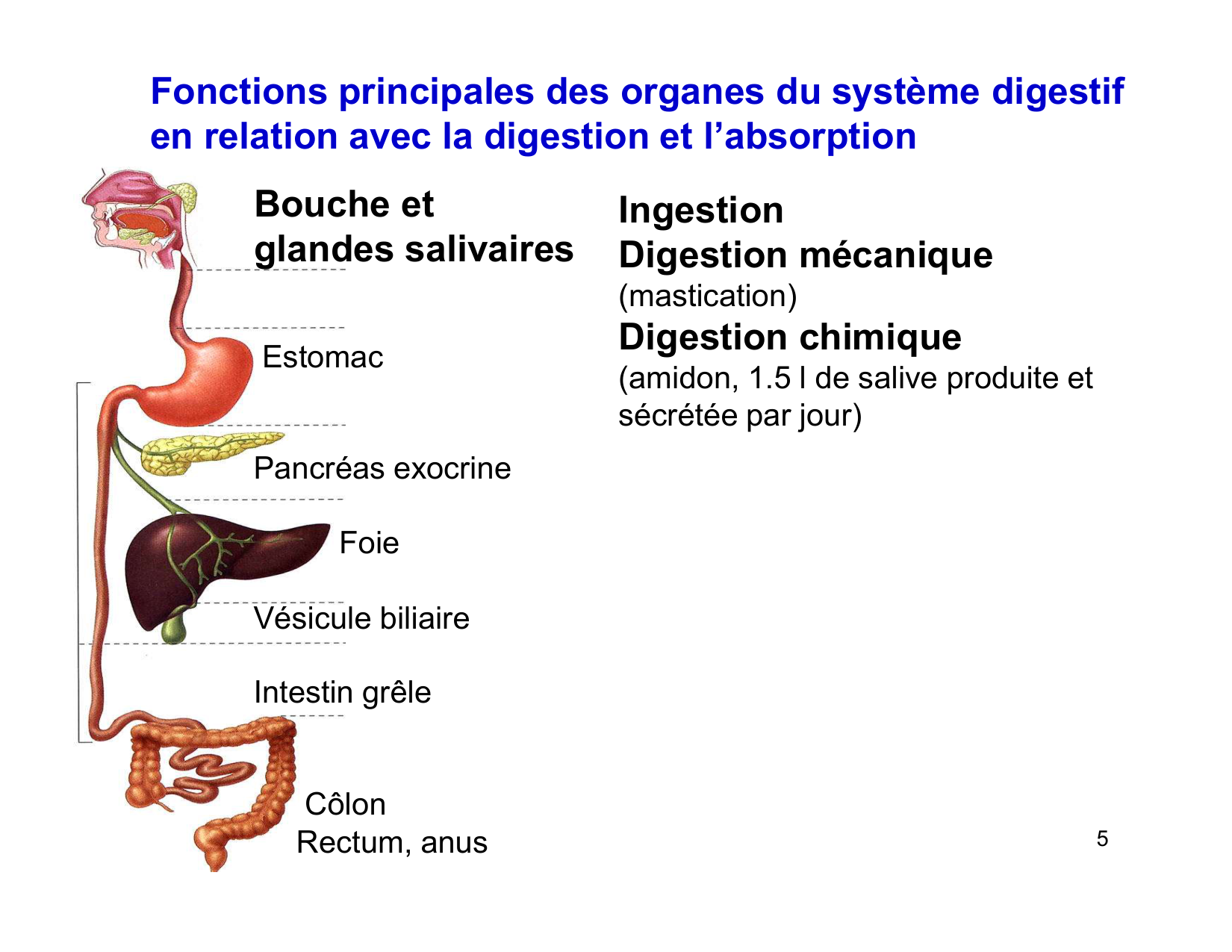 Digestion d’un repas page 5