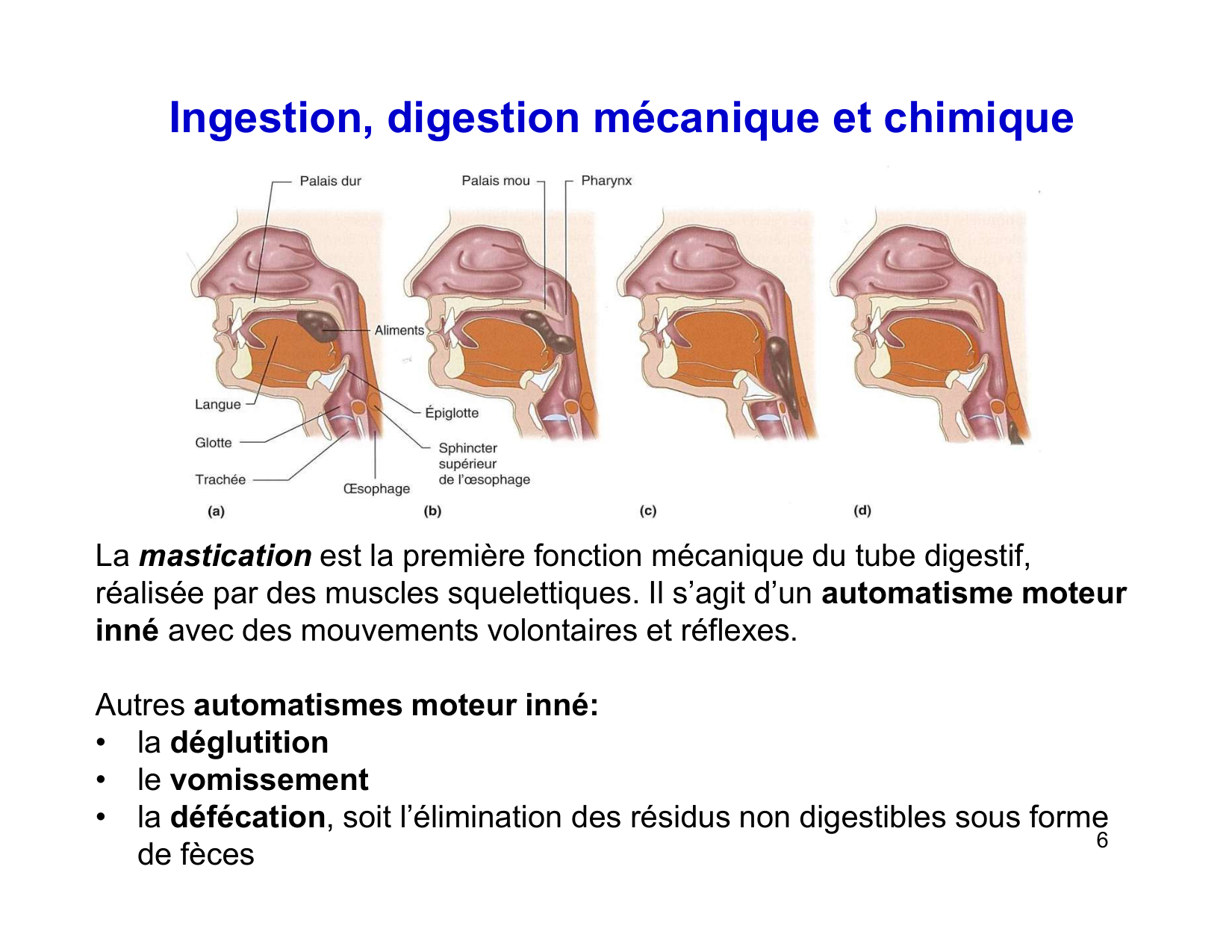 Digestion d’un repas page 6