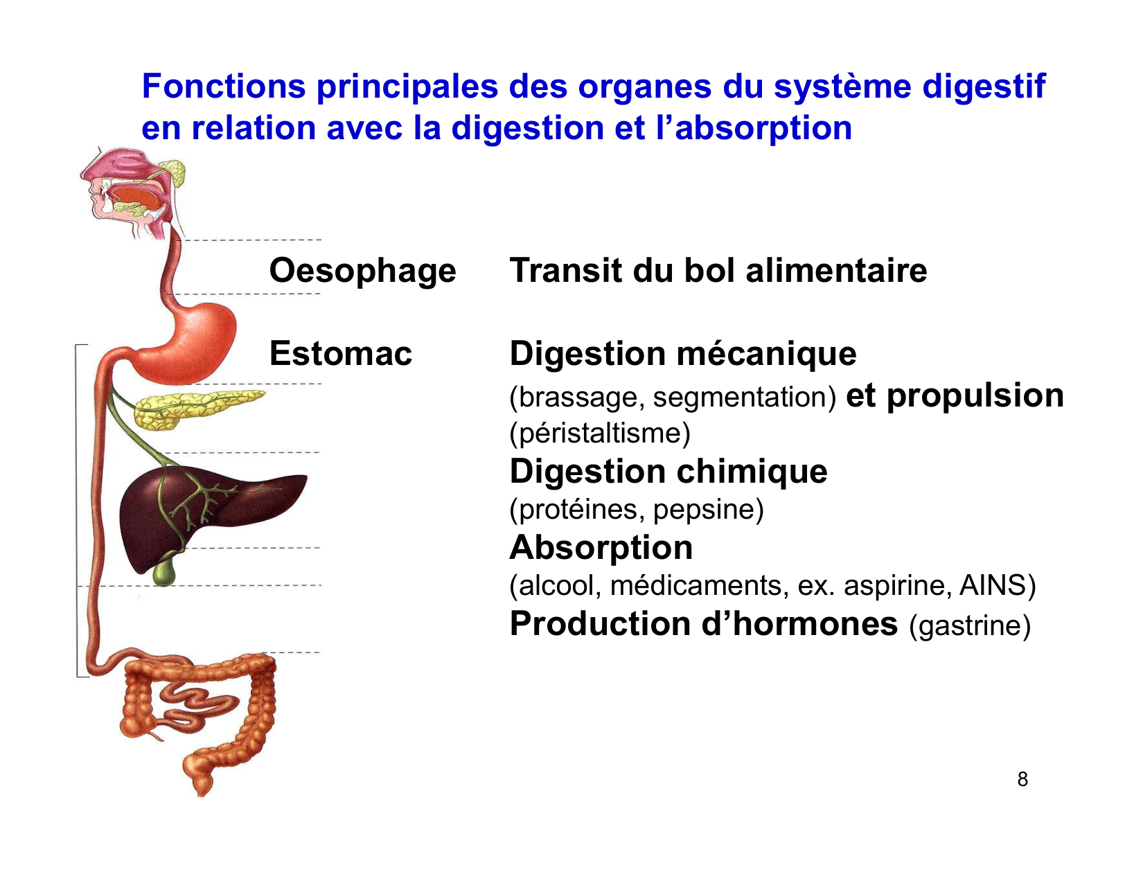 Digestion d’un repas page 8
