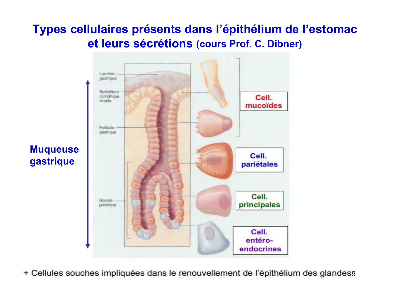 Digestion d’un repas page 9