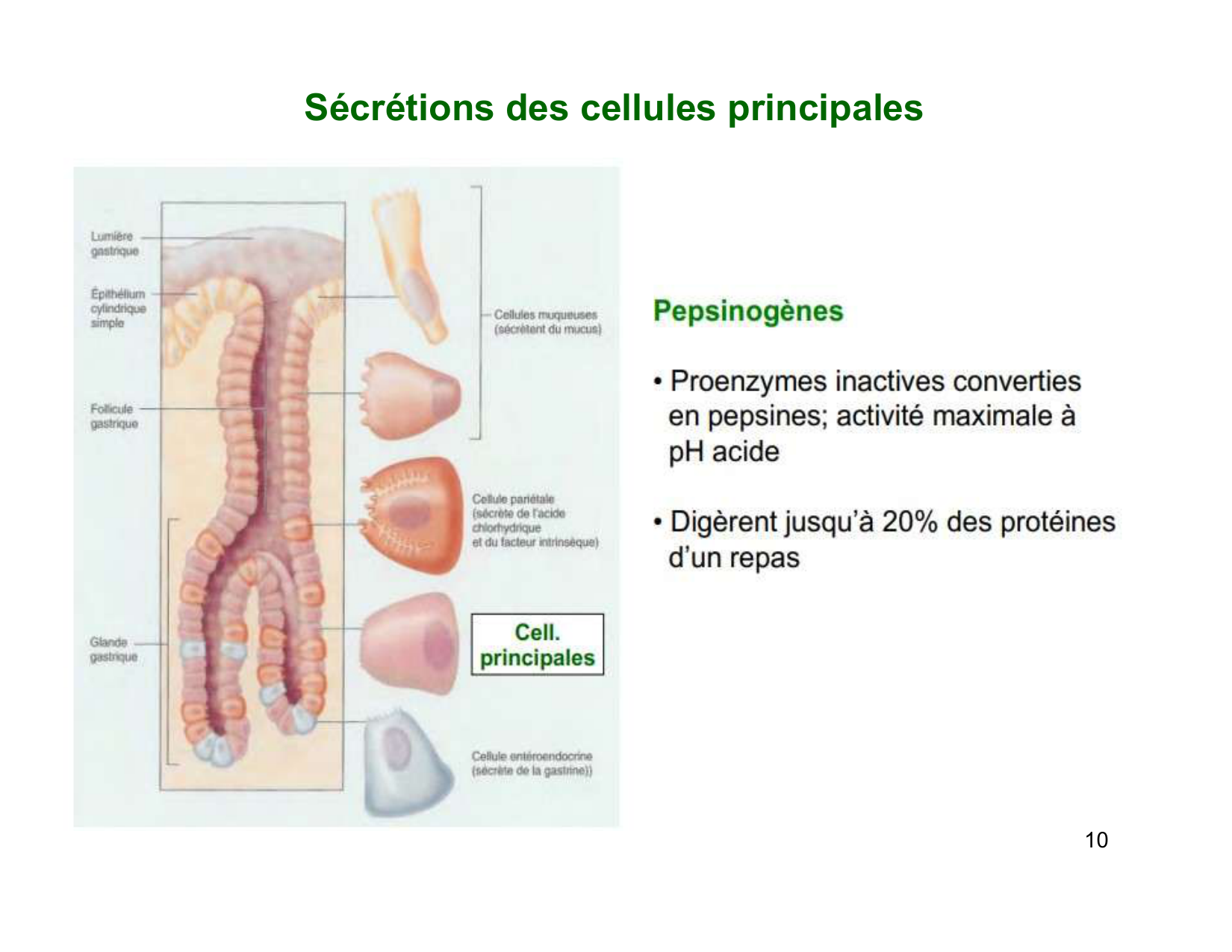 Digestion d’un repas page 10