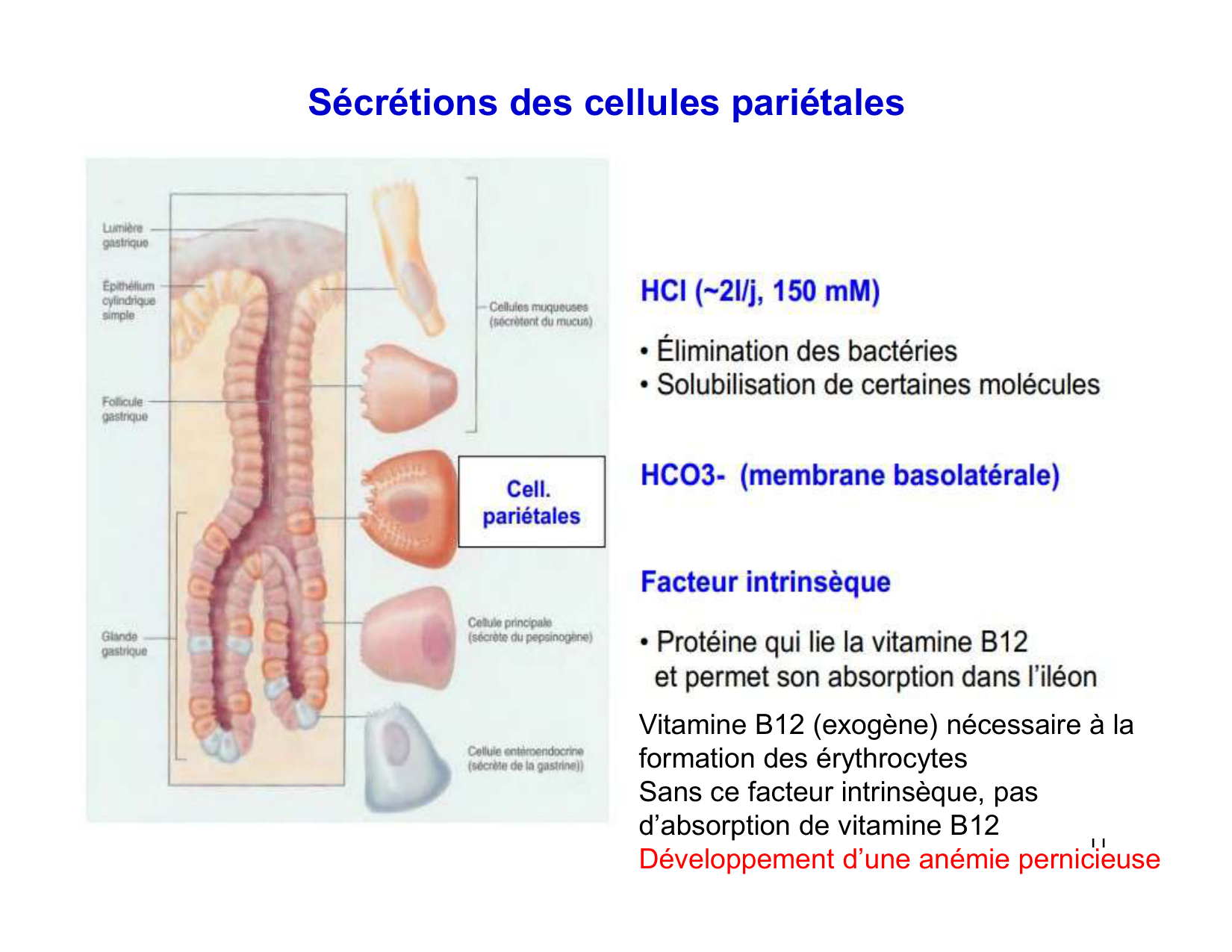 Digestion d’un repas page 11