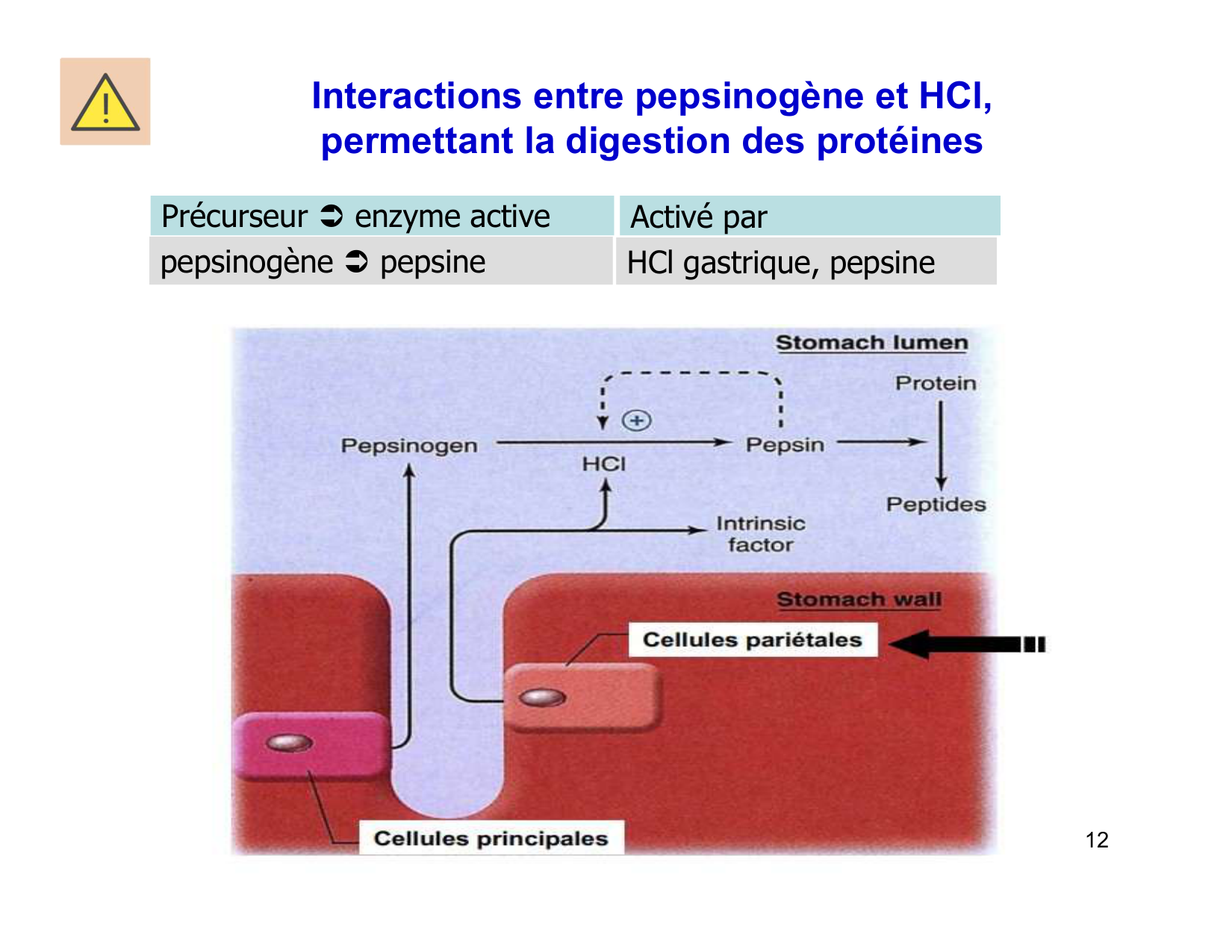 Digestion d’un repas page 12