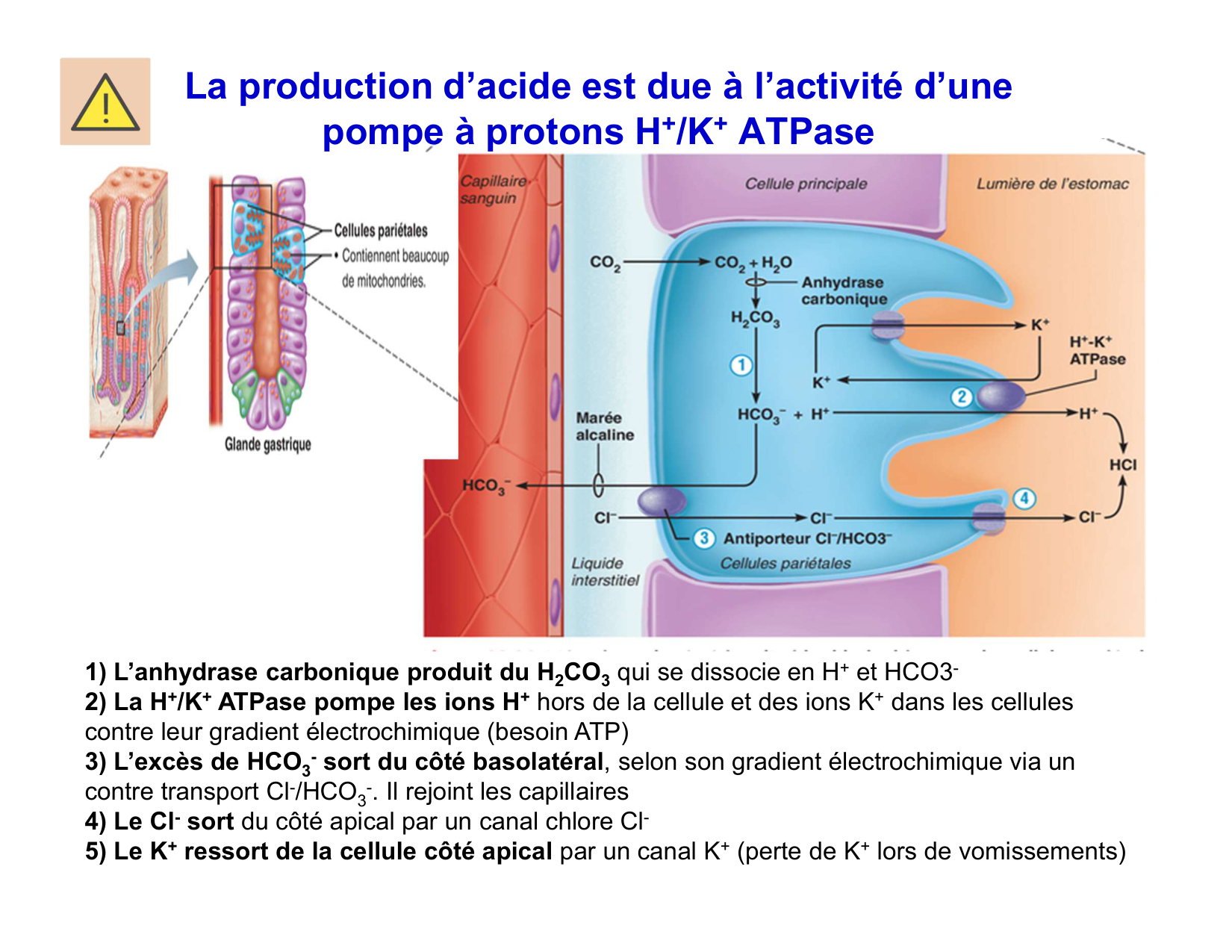 Digestion d’un repas page 13