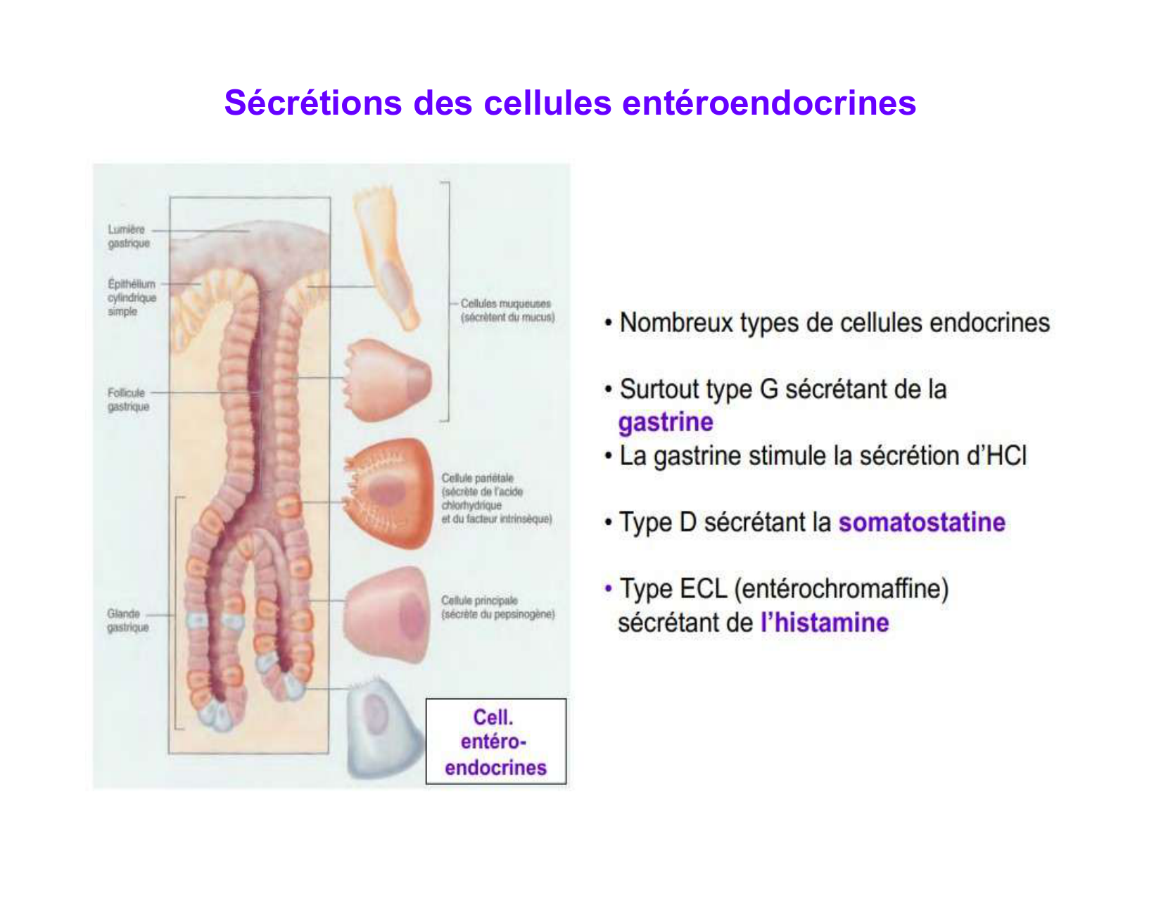 Digestion d’un repas page 14
