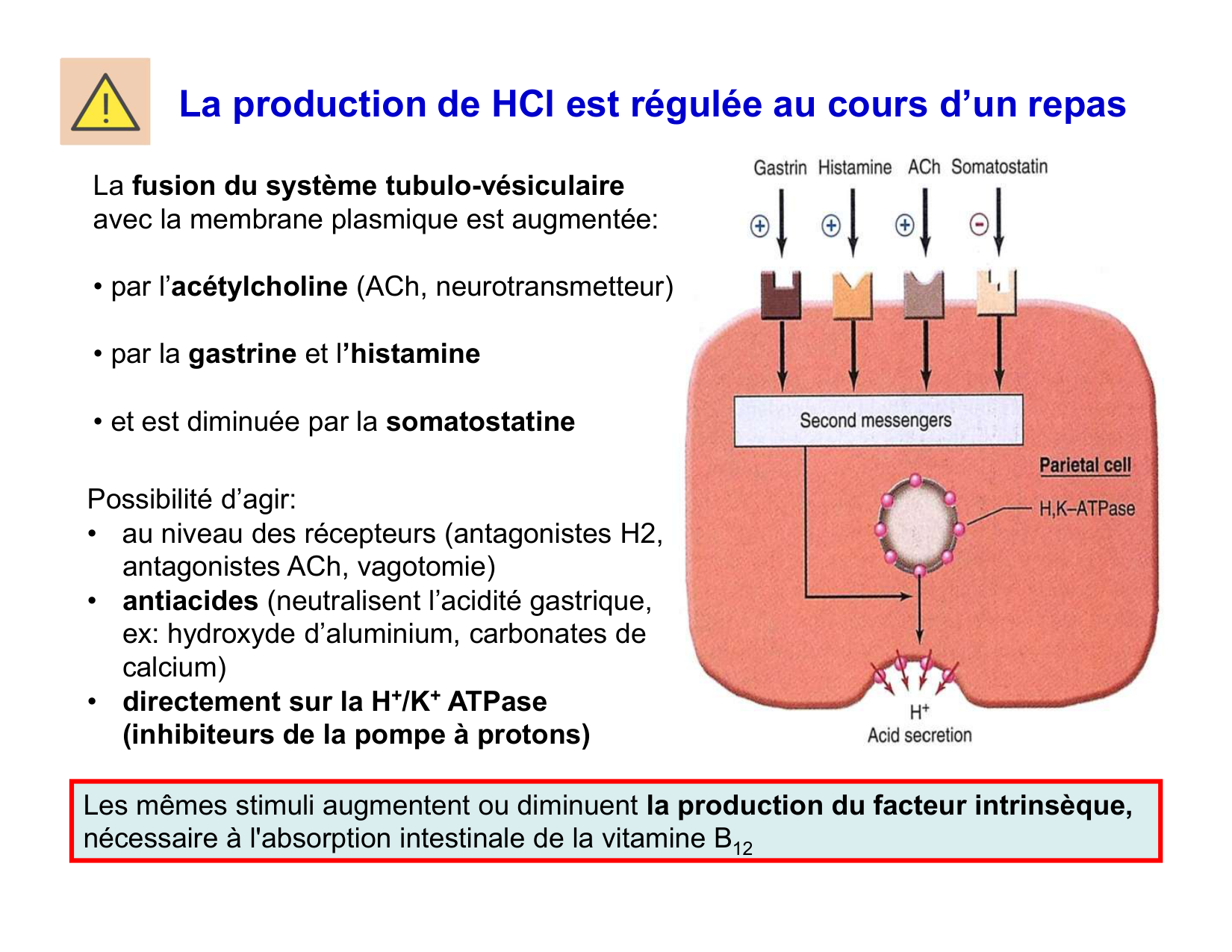 Digestion d’un repas page 15
