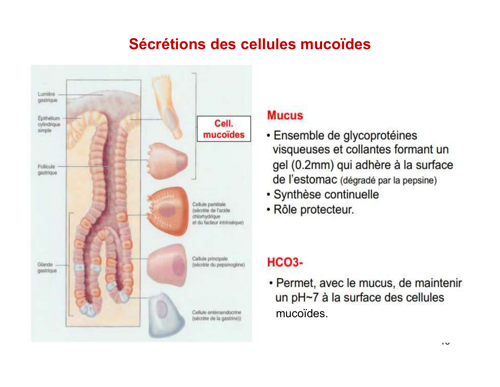 Digestion d’un repas page 16