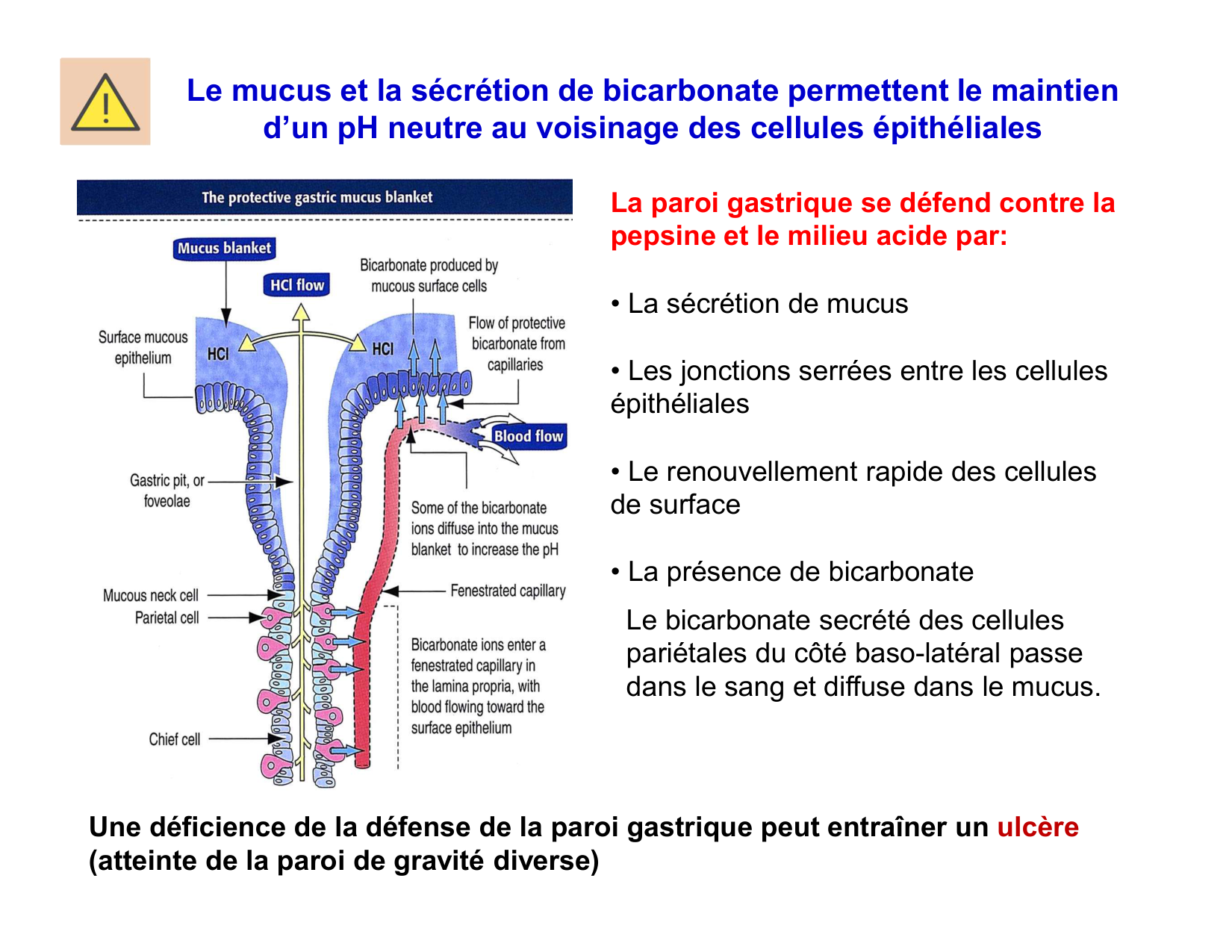 Digestion d’un repas page 17